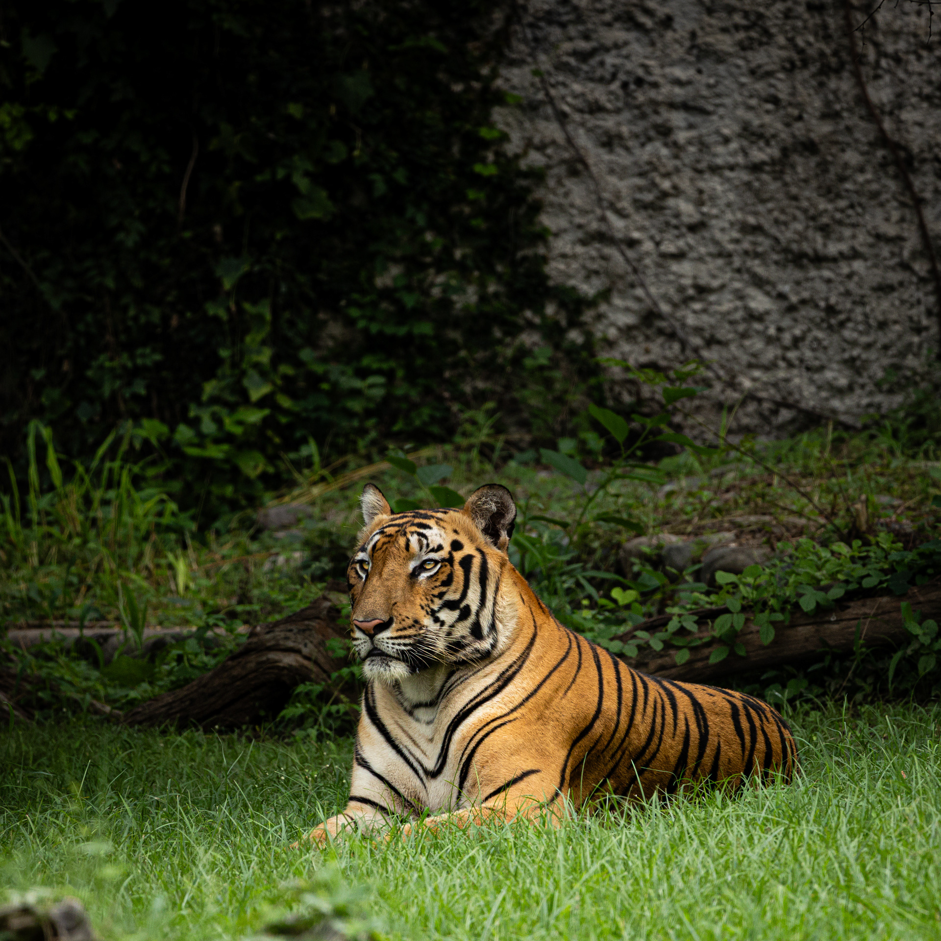 Captured by Rohit Chopra