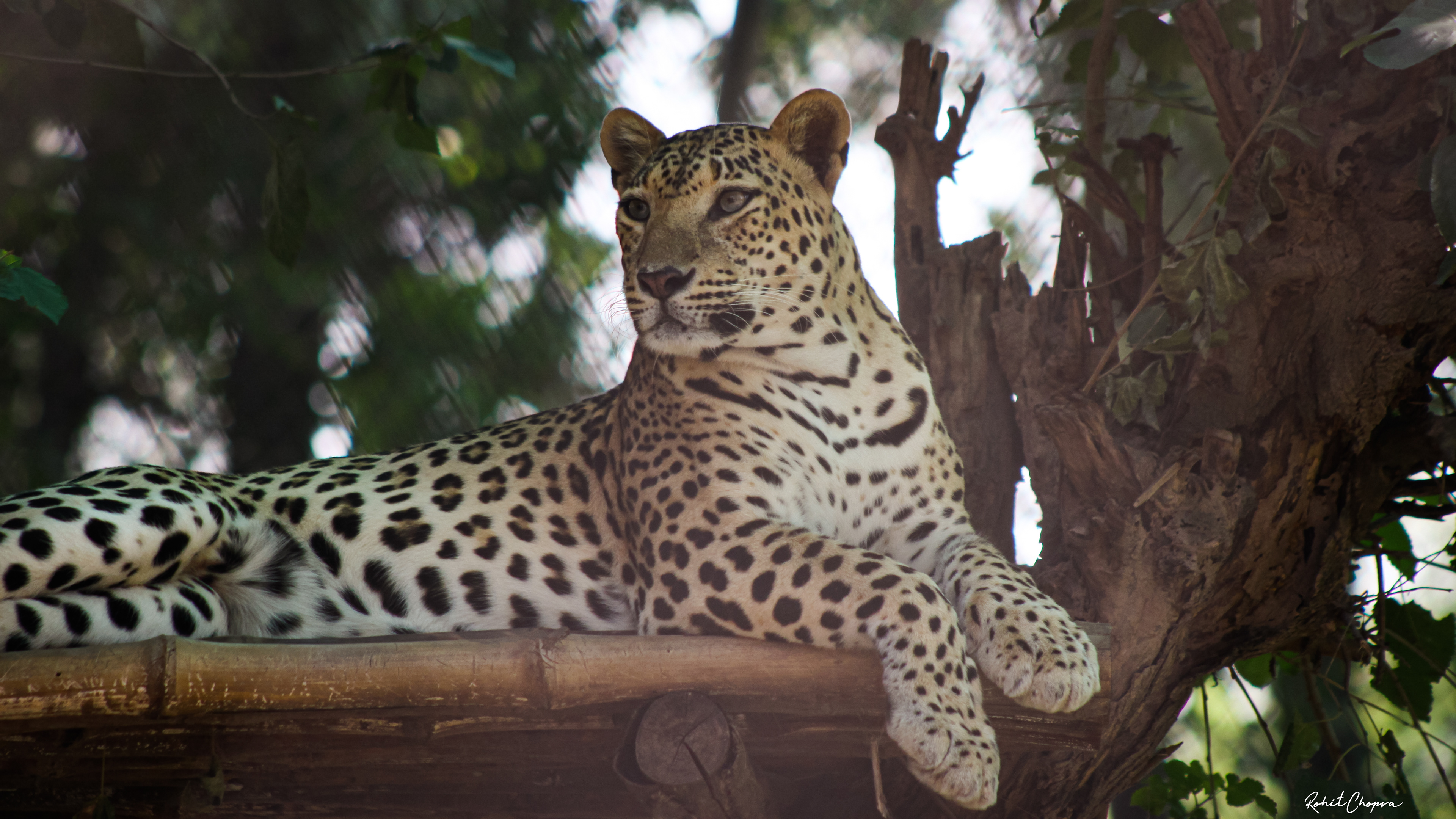 Captured by Rohit Chopra