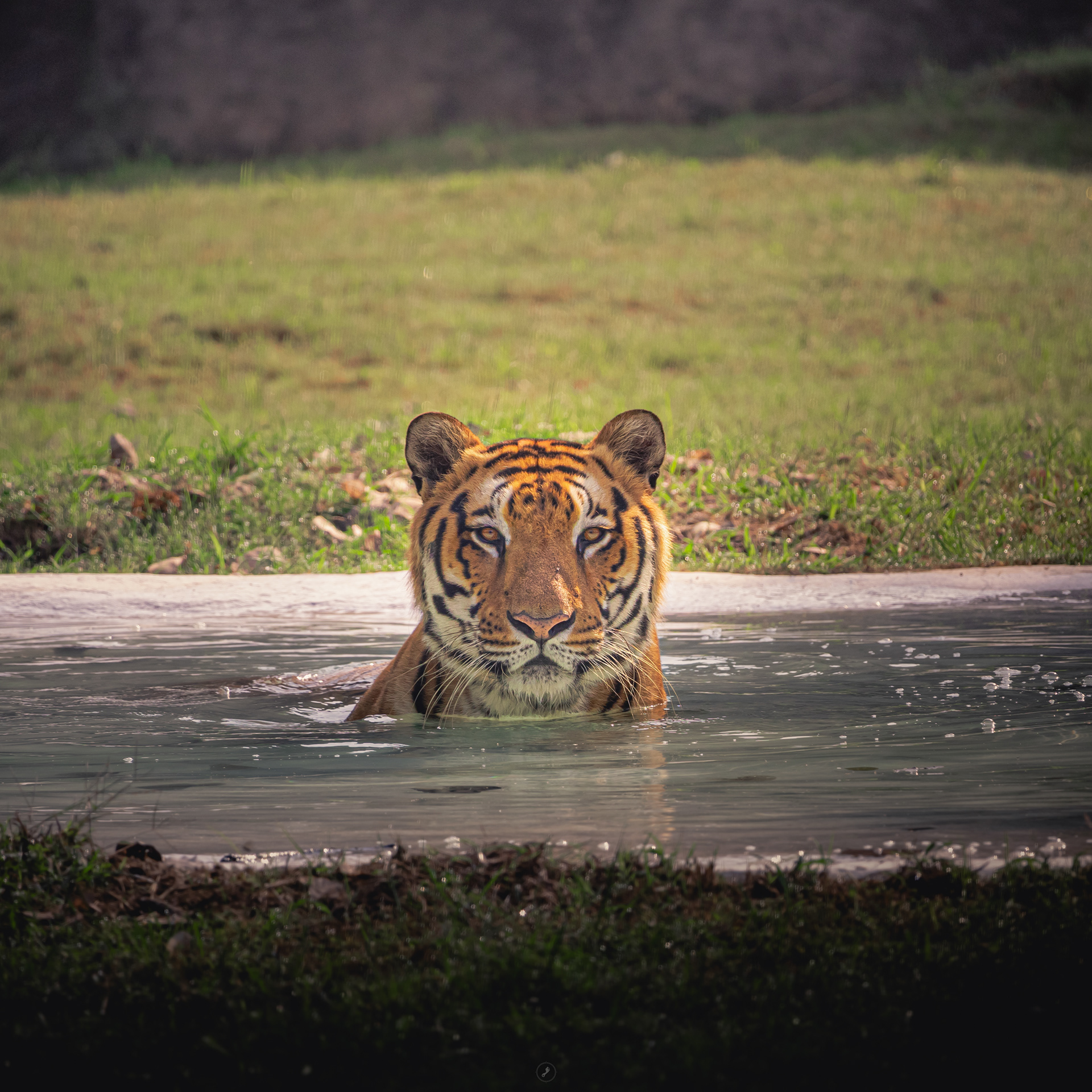 Captured by Rohit Chopra