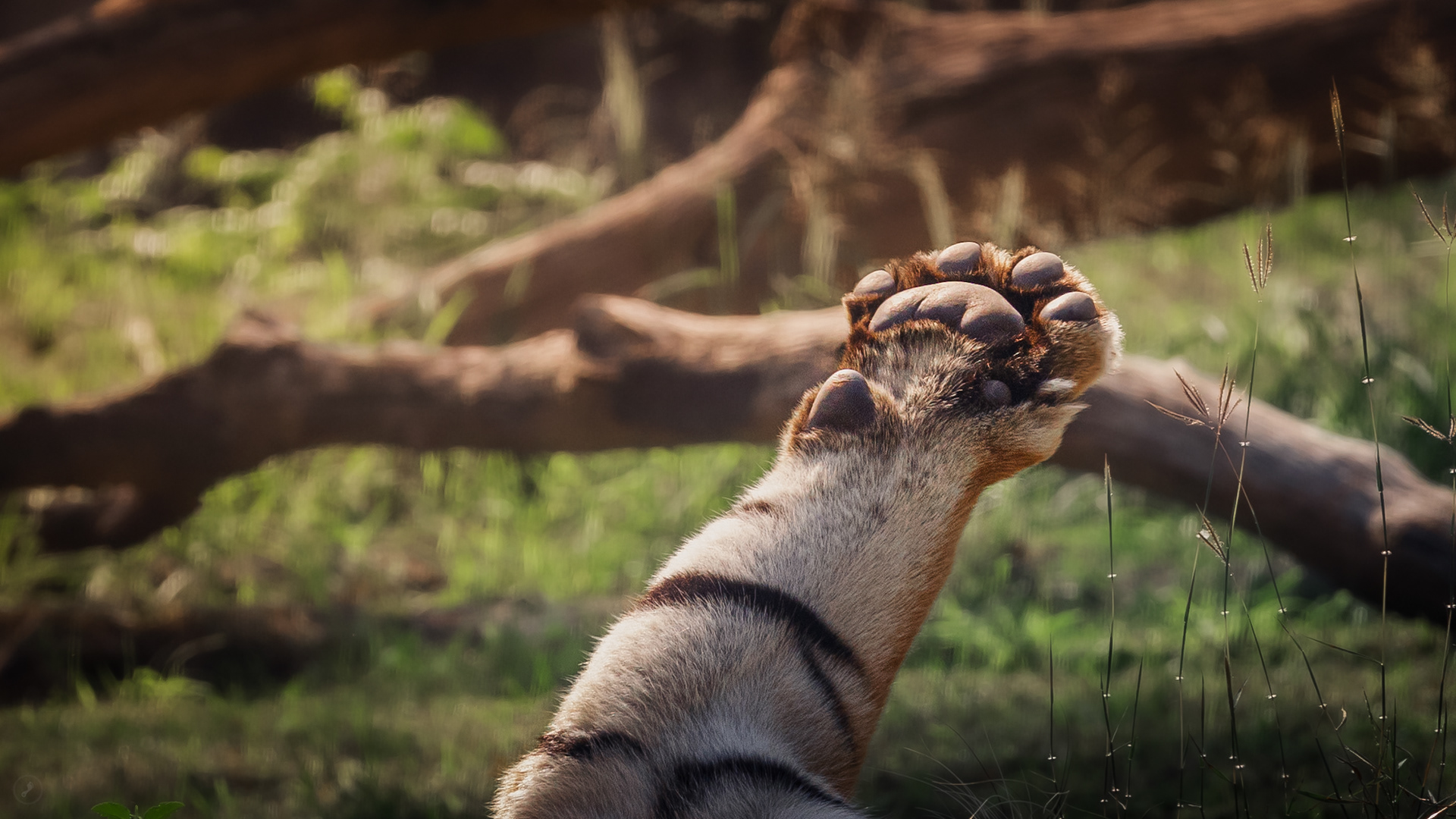 Captured by Rohit Chopra