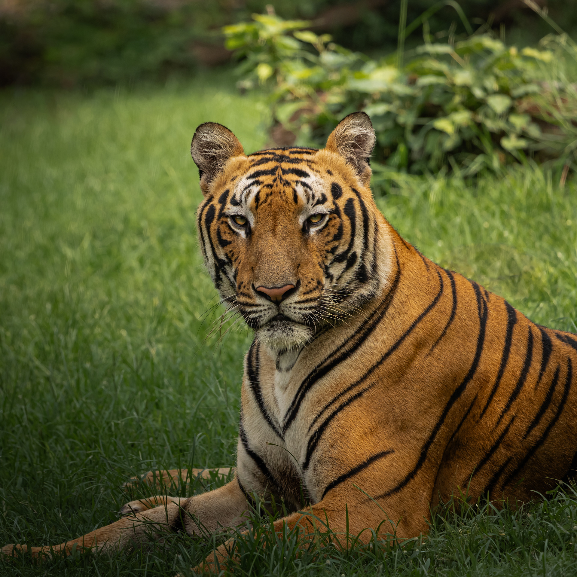 Captured by Rohit Chopra