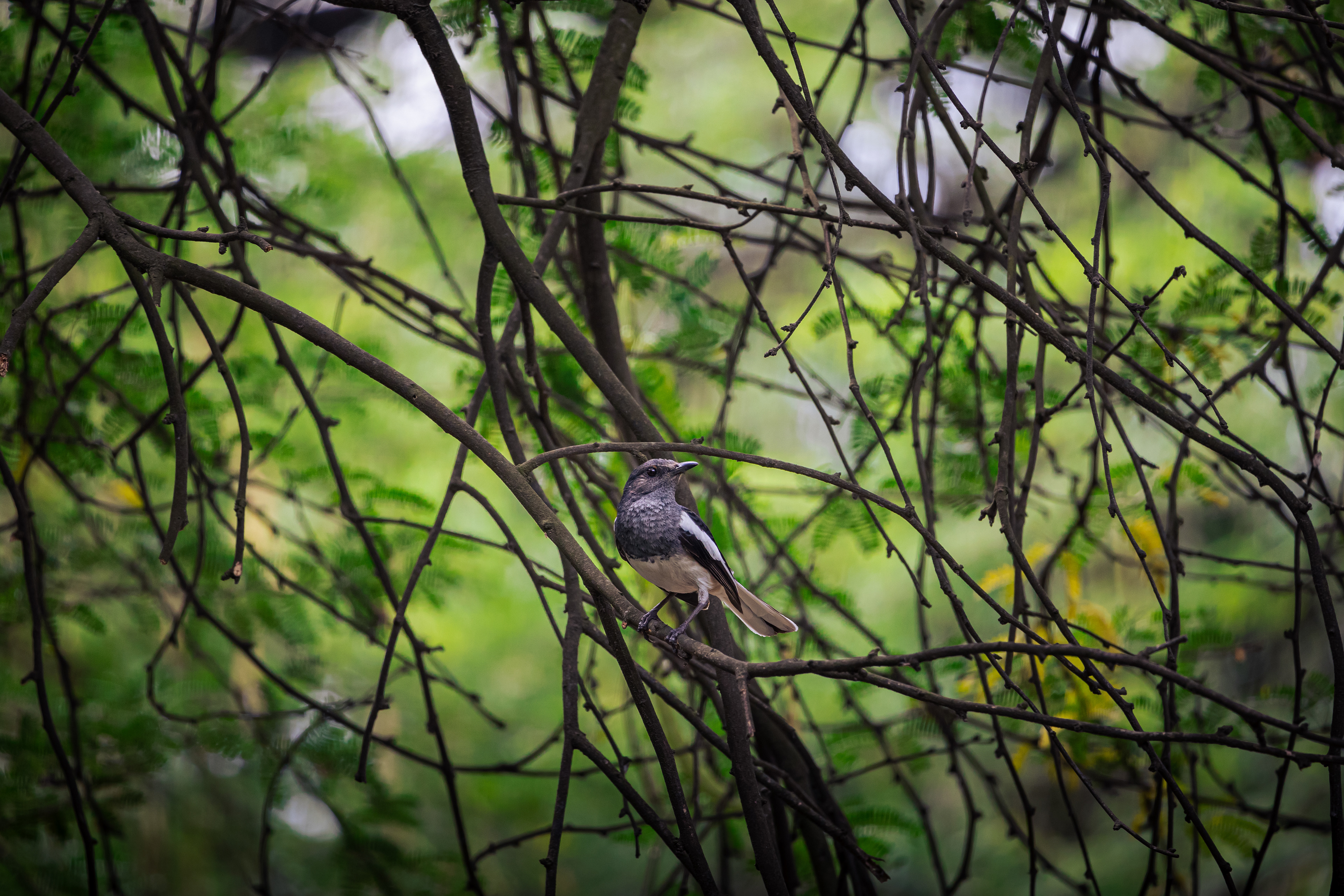 Captured by Rohit Chopra