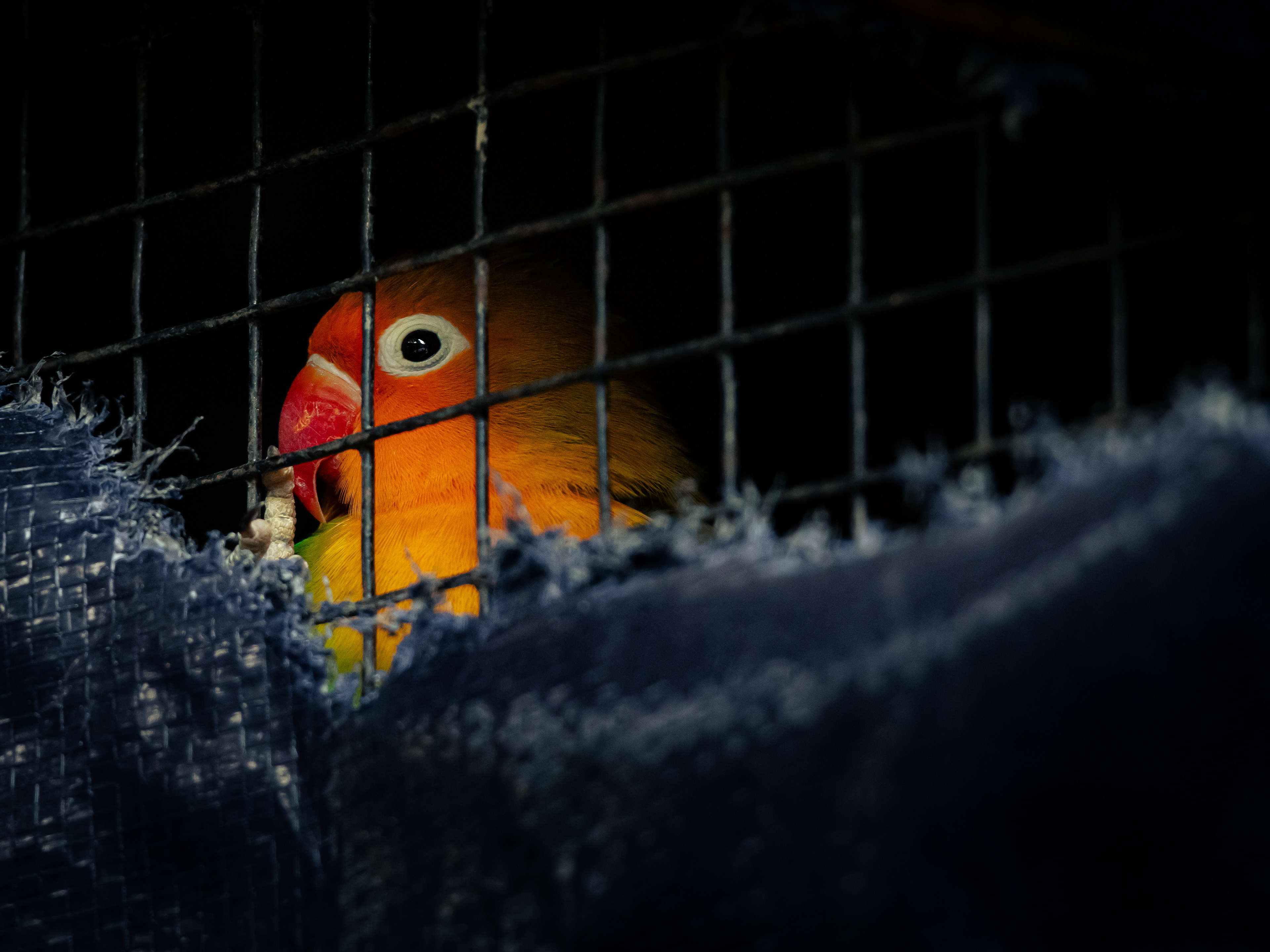 Captured by Rohit Chopra