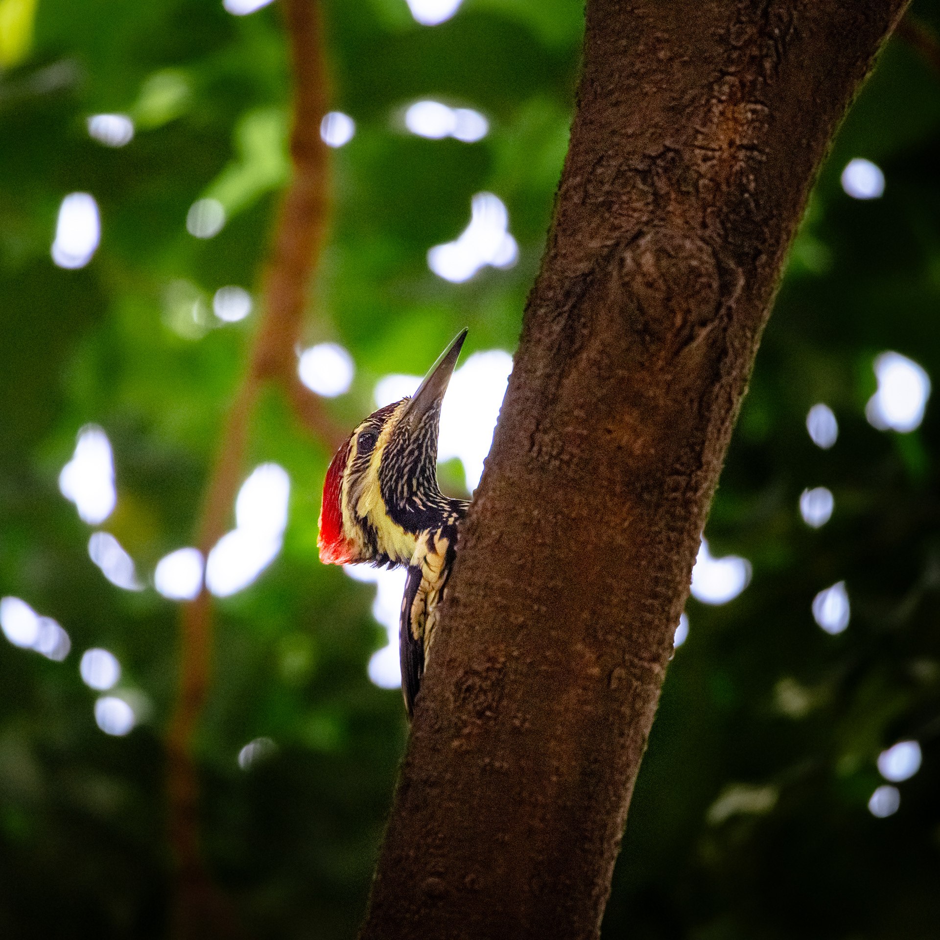 Captured by Rohit Chopra