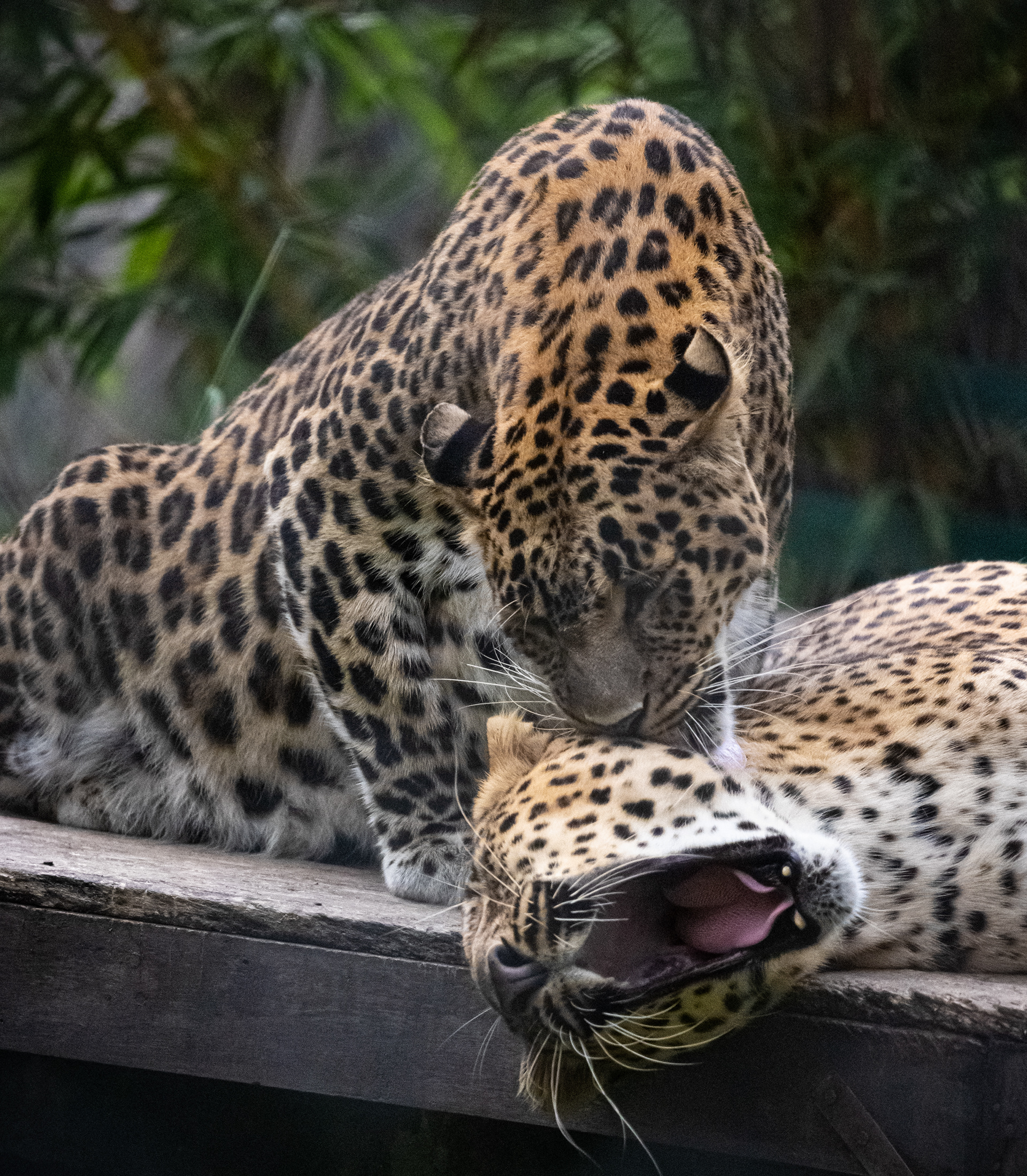 Captured by Rohit Chopra