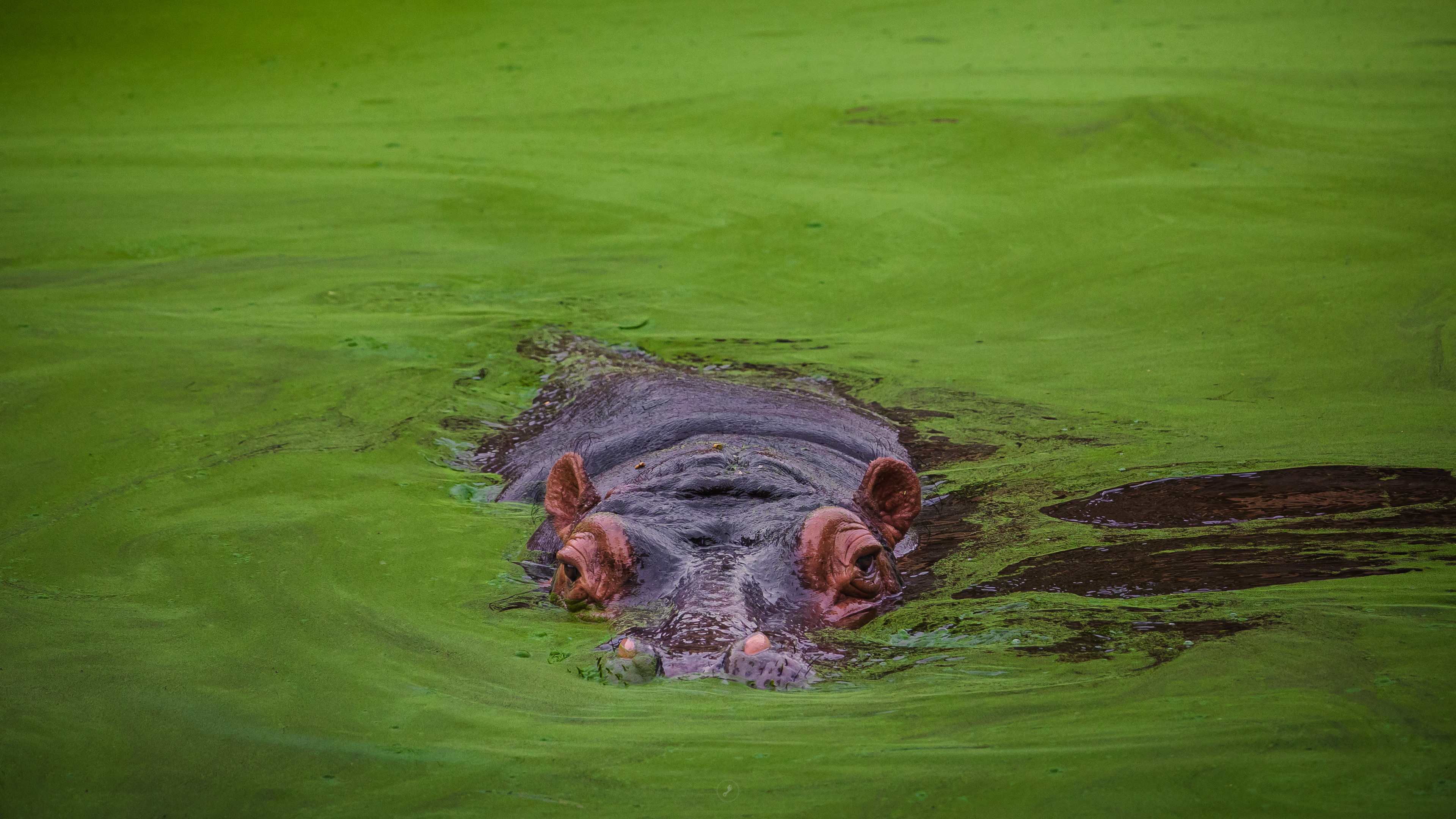 Captured by Rohit Chopra