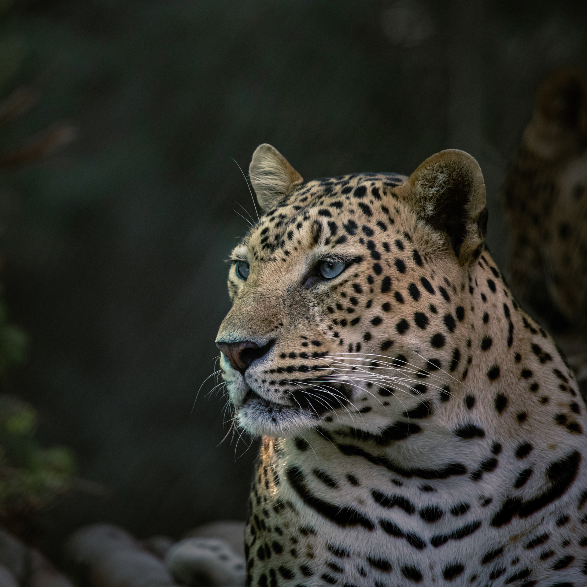 Captured by Rohit Chopra