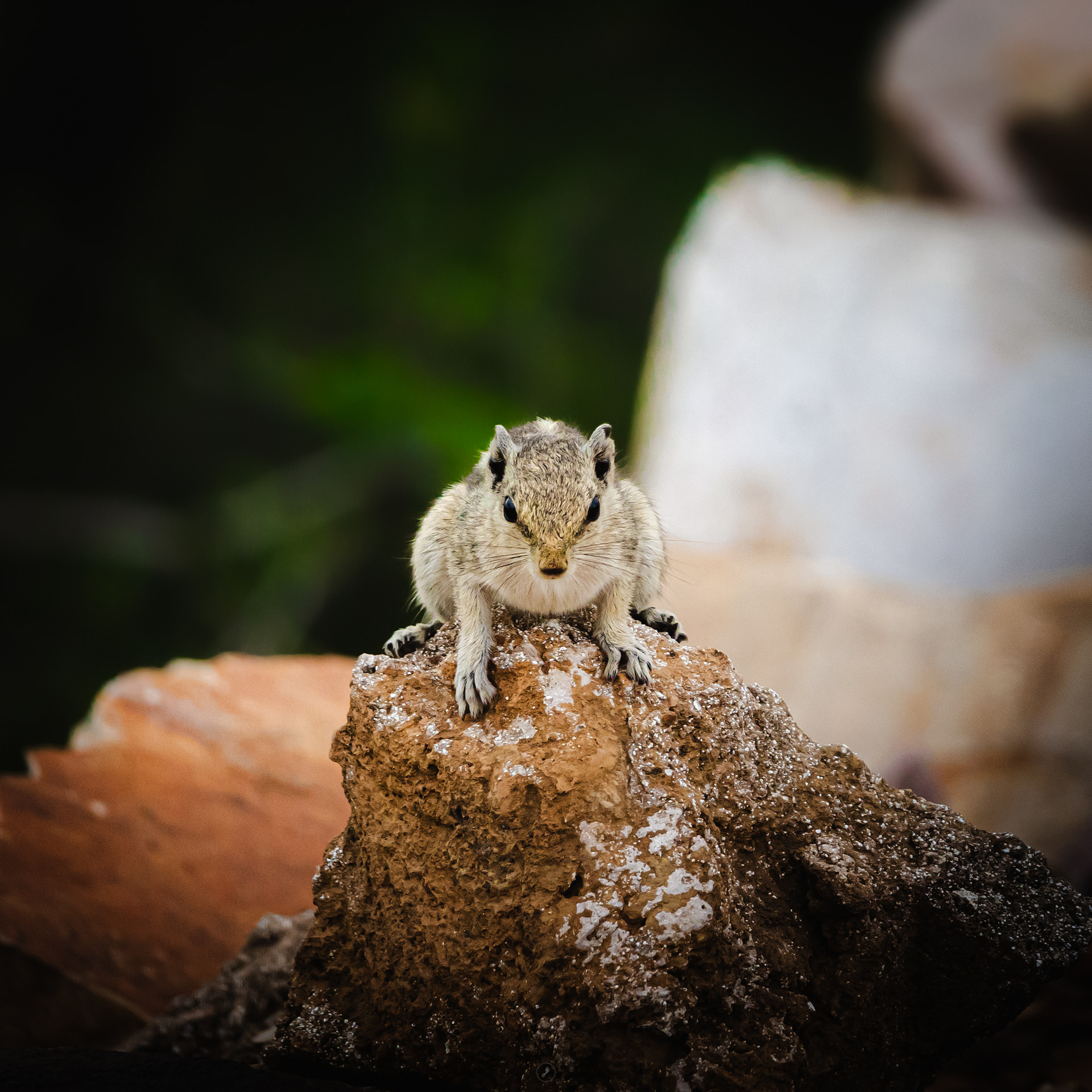 Captured by Rohit Chopra