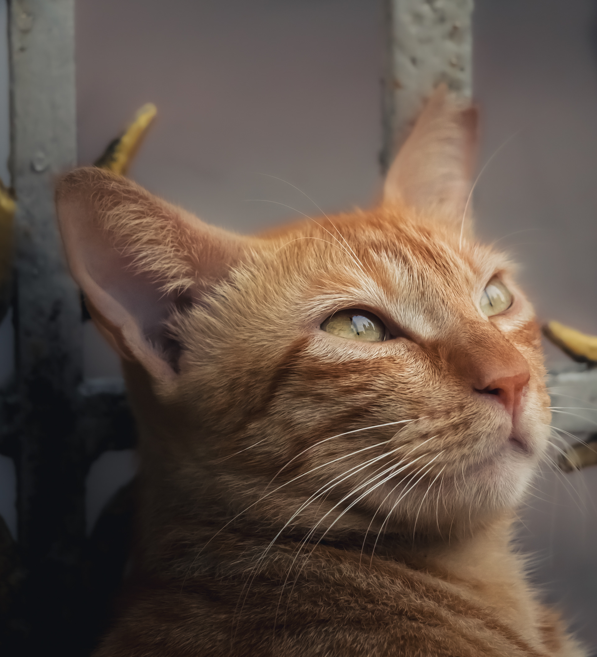 Captured by Rohit Chopra