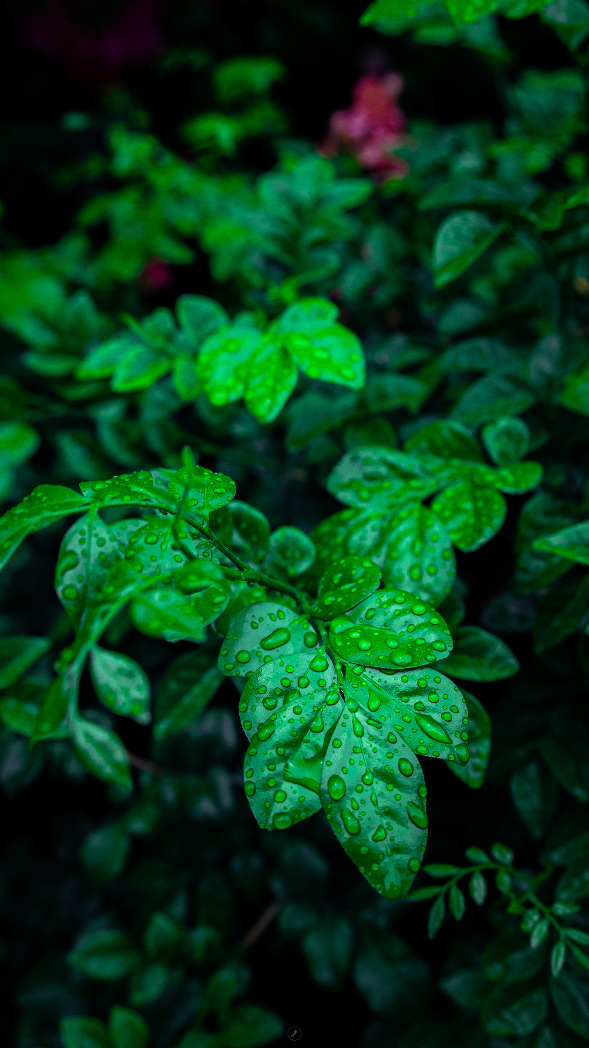 Captured by Rohit Chopra