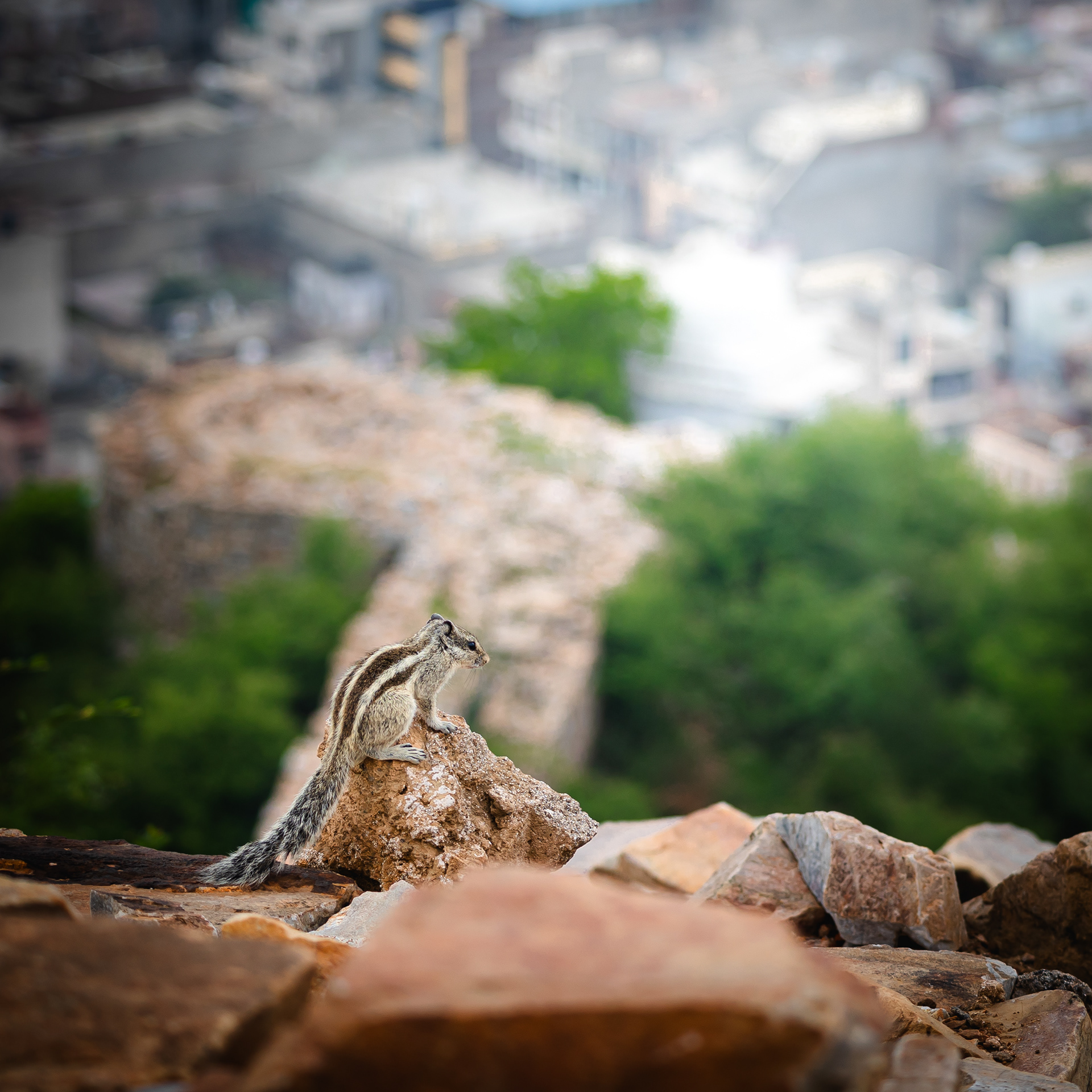 Captured by Rohit Chopra