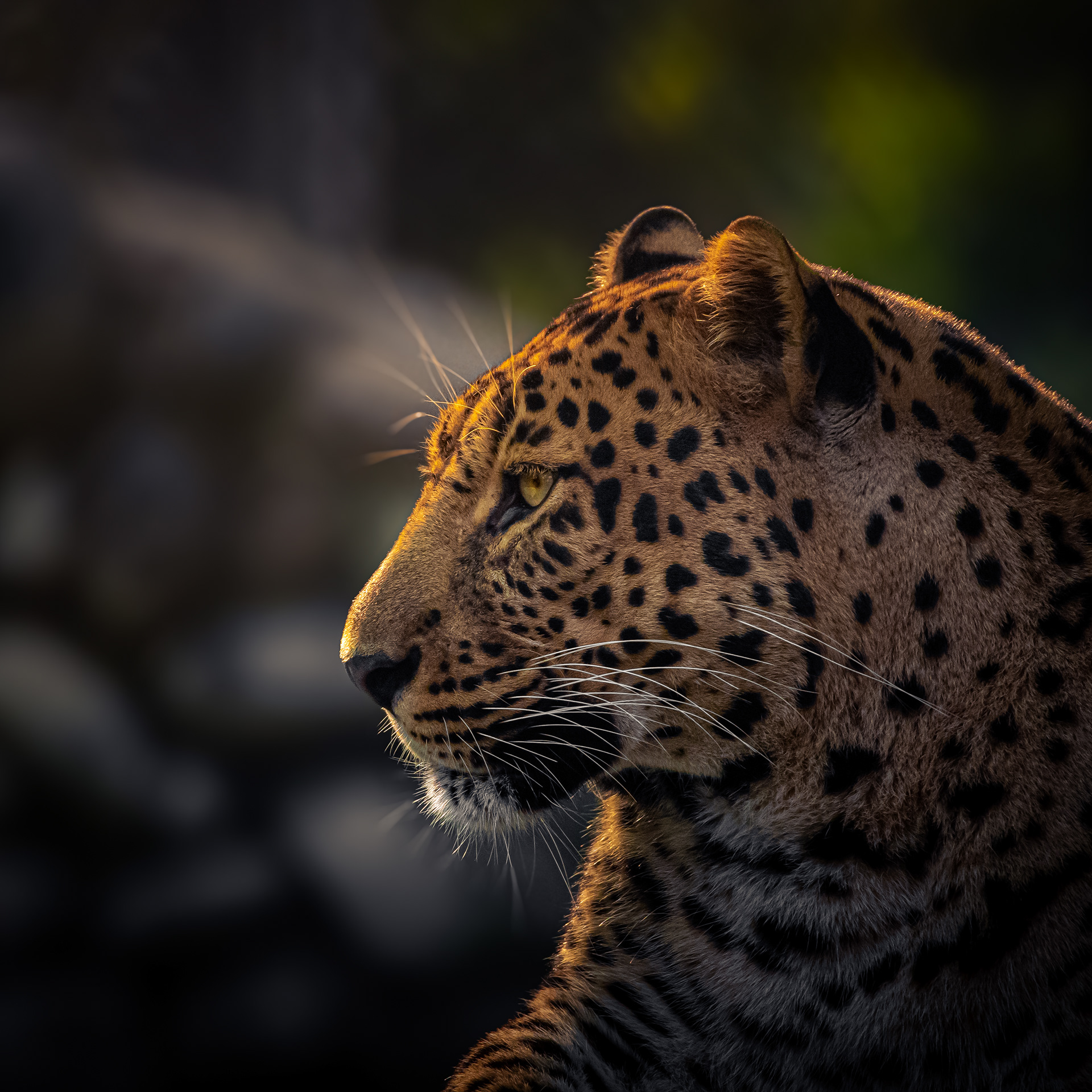 Captured by Rohit Chopra