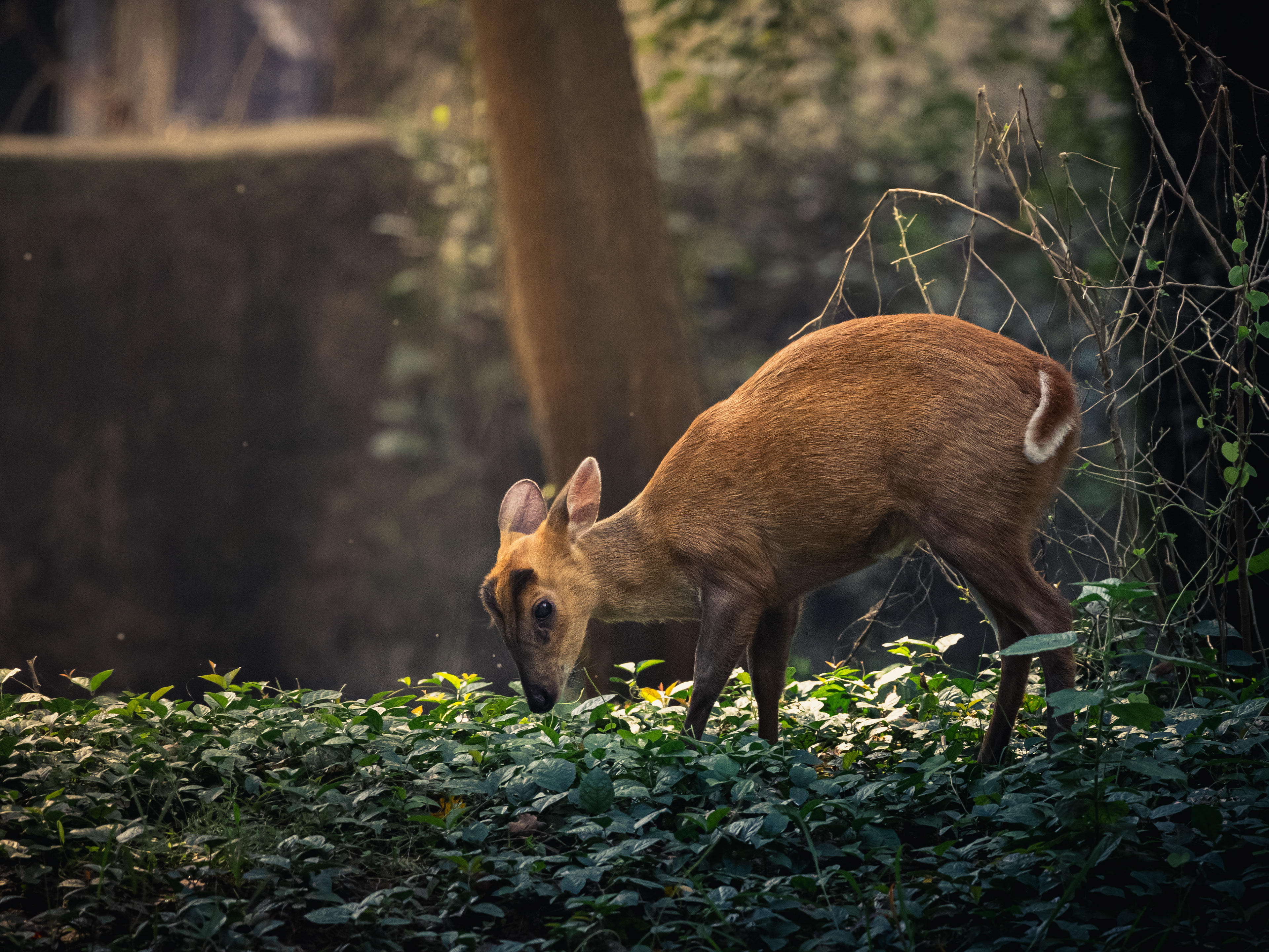 Captured by Rohit Chopra