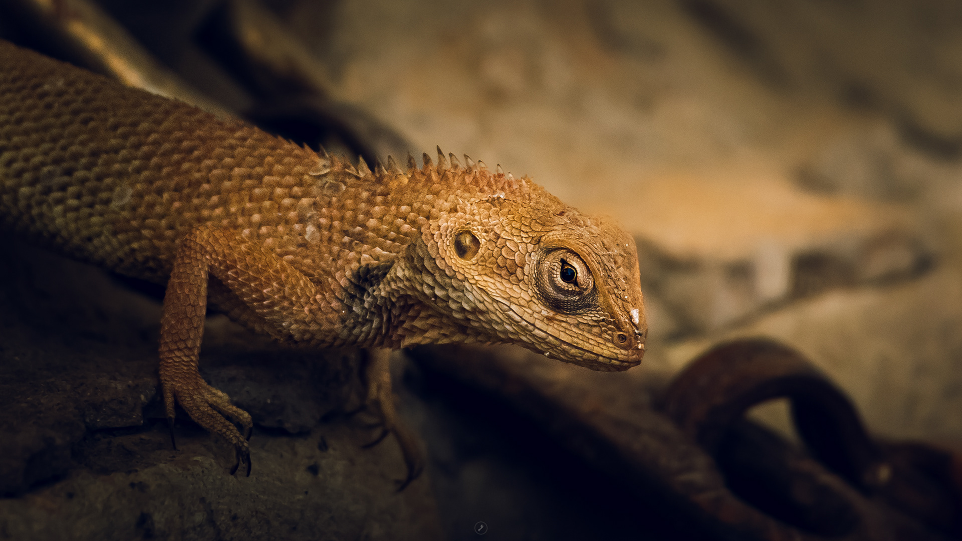 Captured by Rohit Chopra