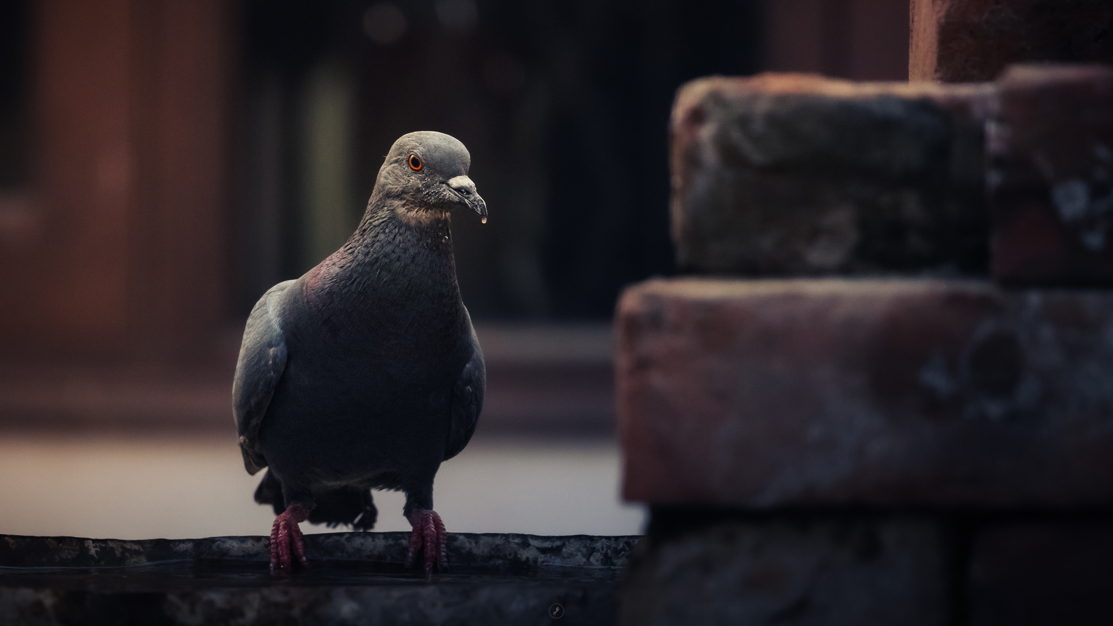 Captured by Rohit Chopra