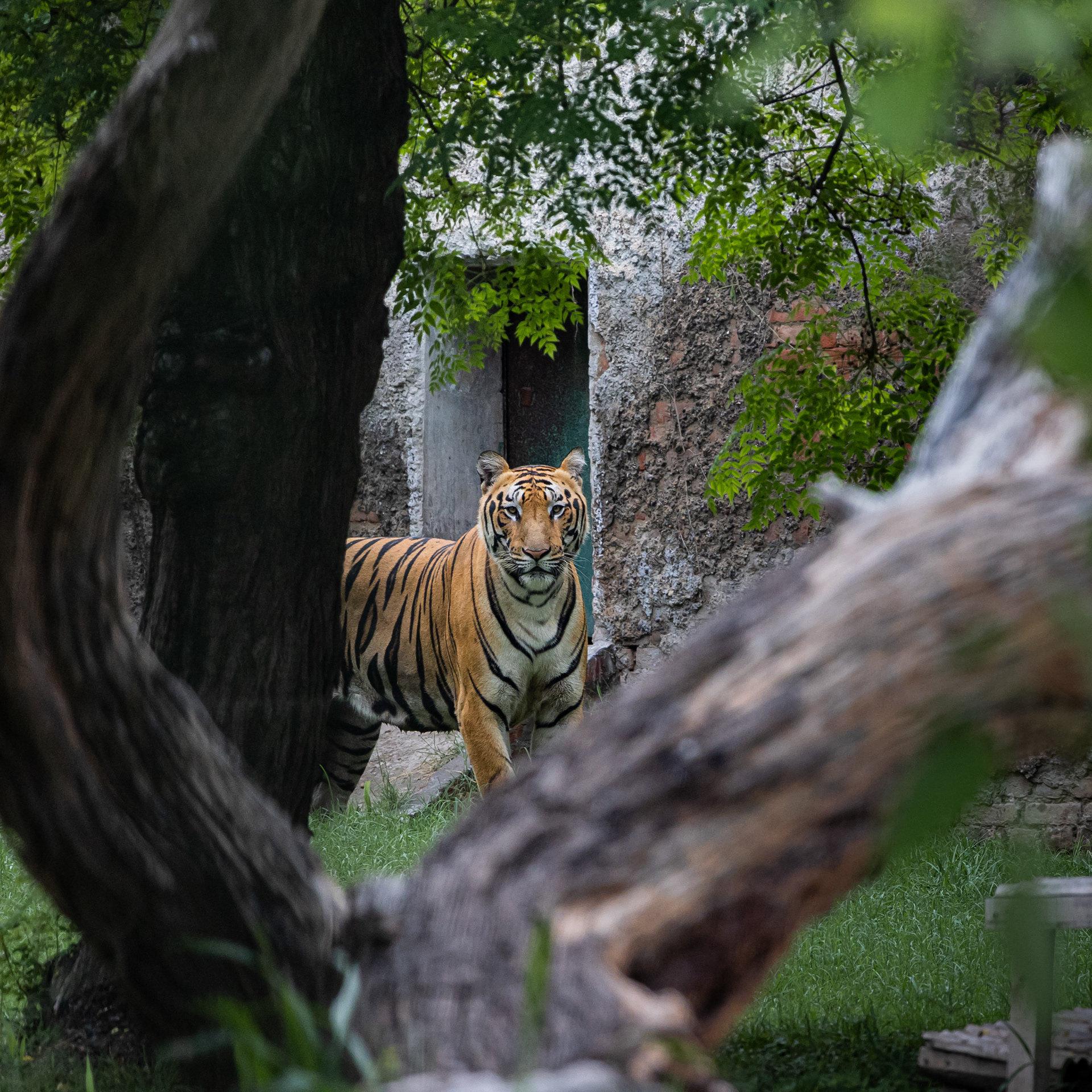 Captured by Rohit Chopra