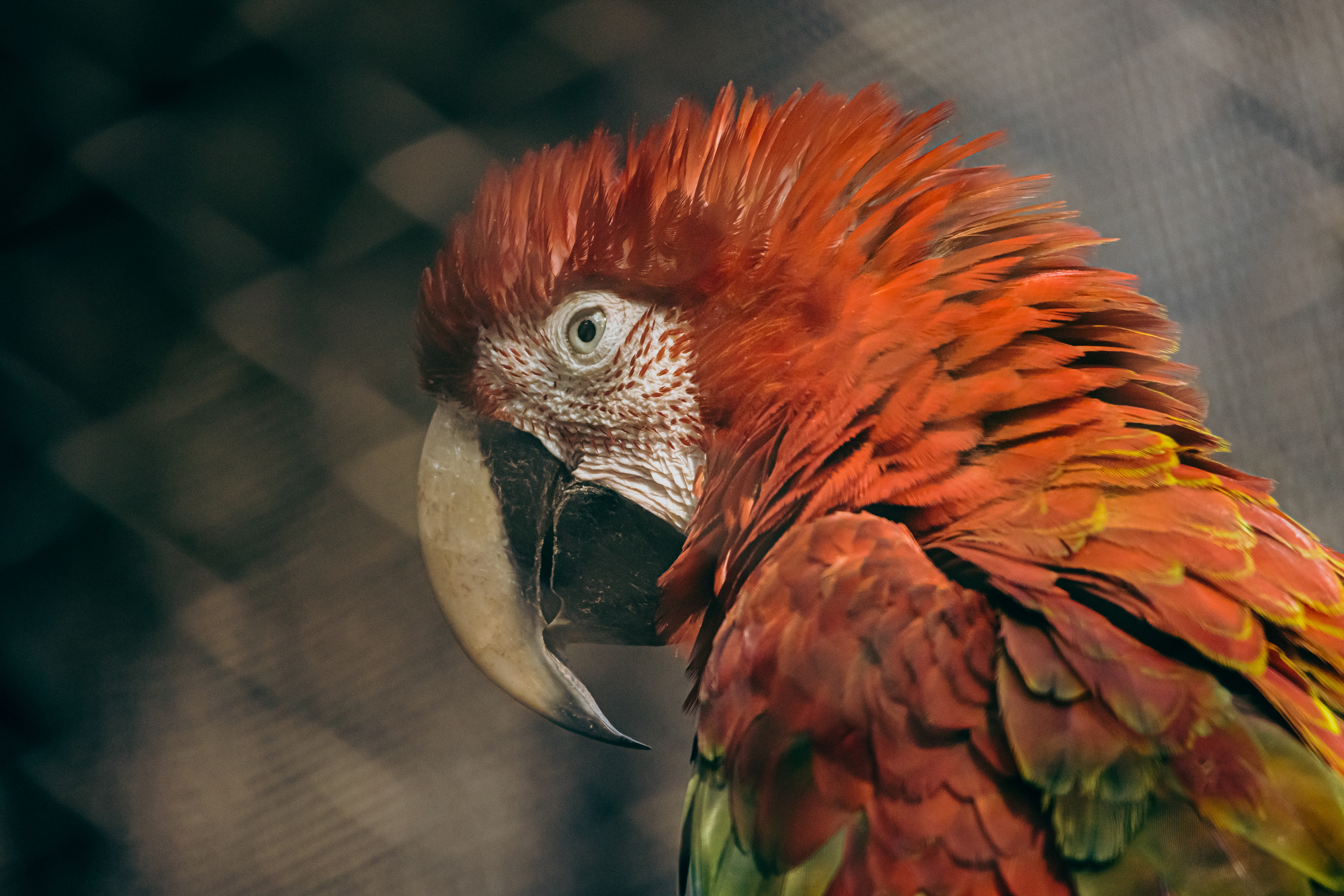 Captured by Rohit Chopra