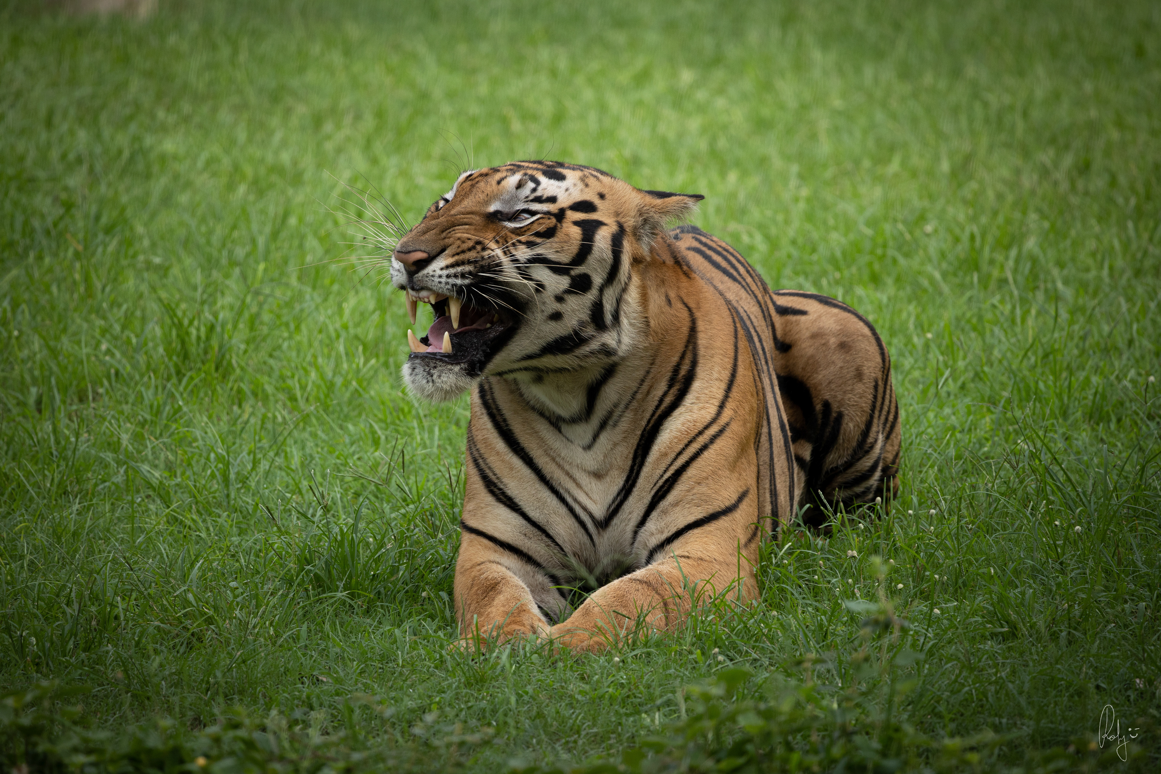 Captured by Rohit Chopra