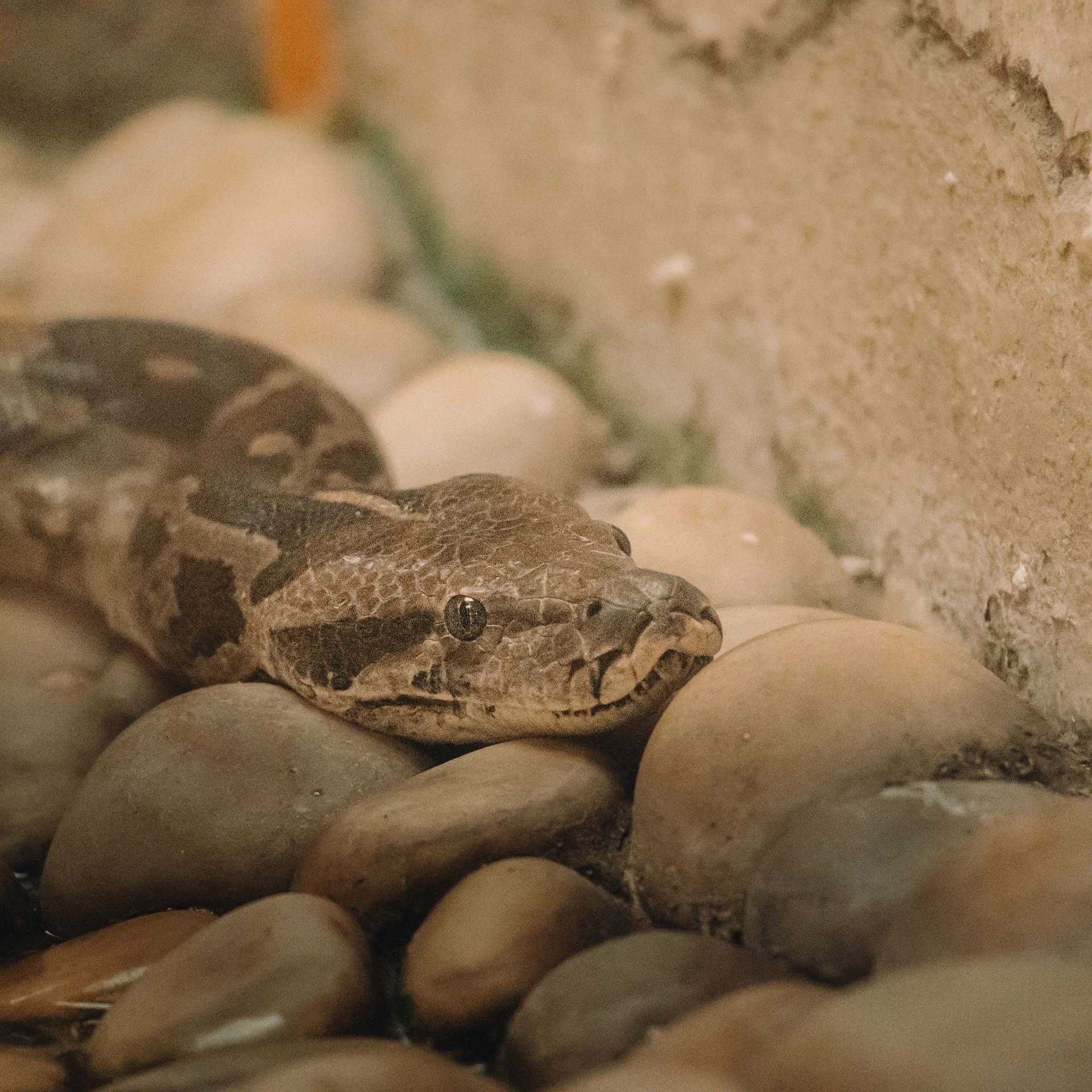 Captured by Rohit Chopra