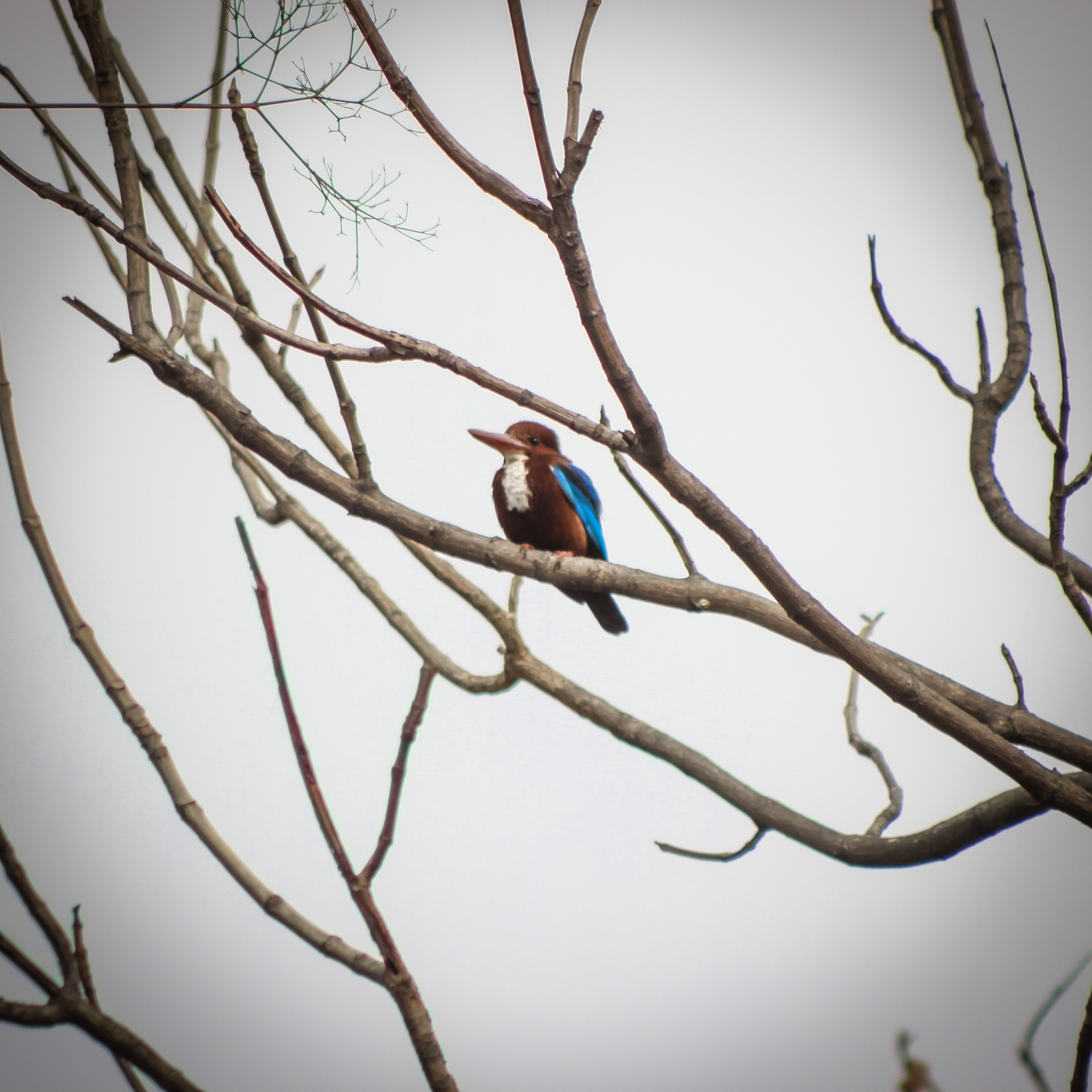 Captured by Rohit Chopra