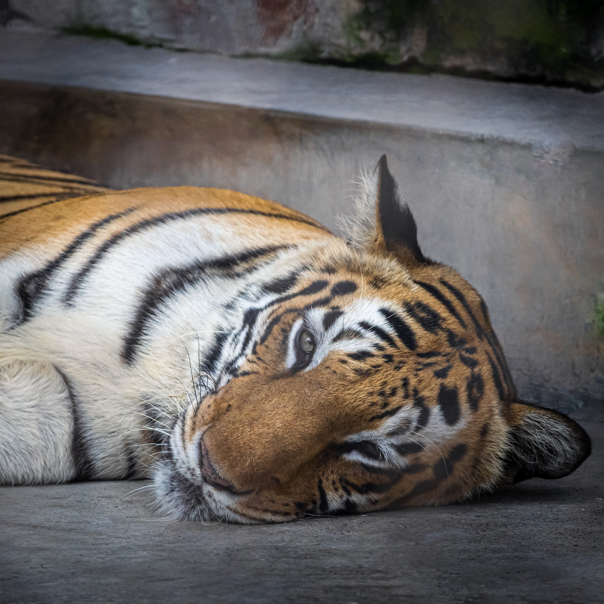 Captured by Rohit Chopra