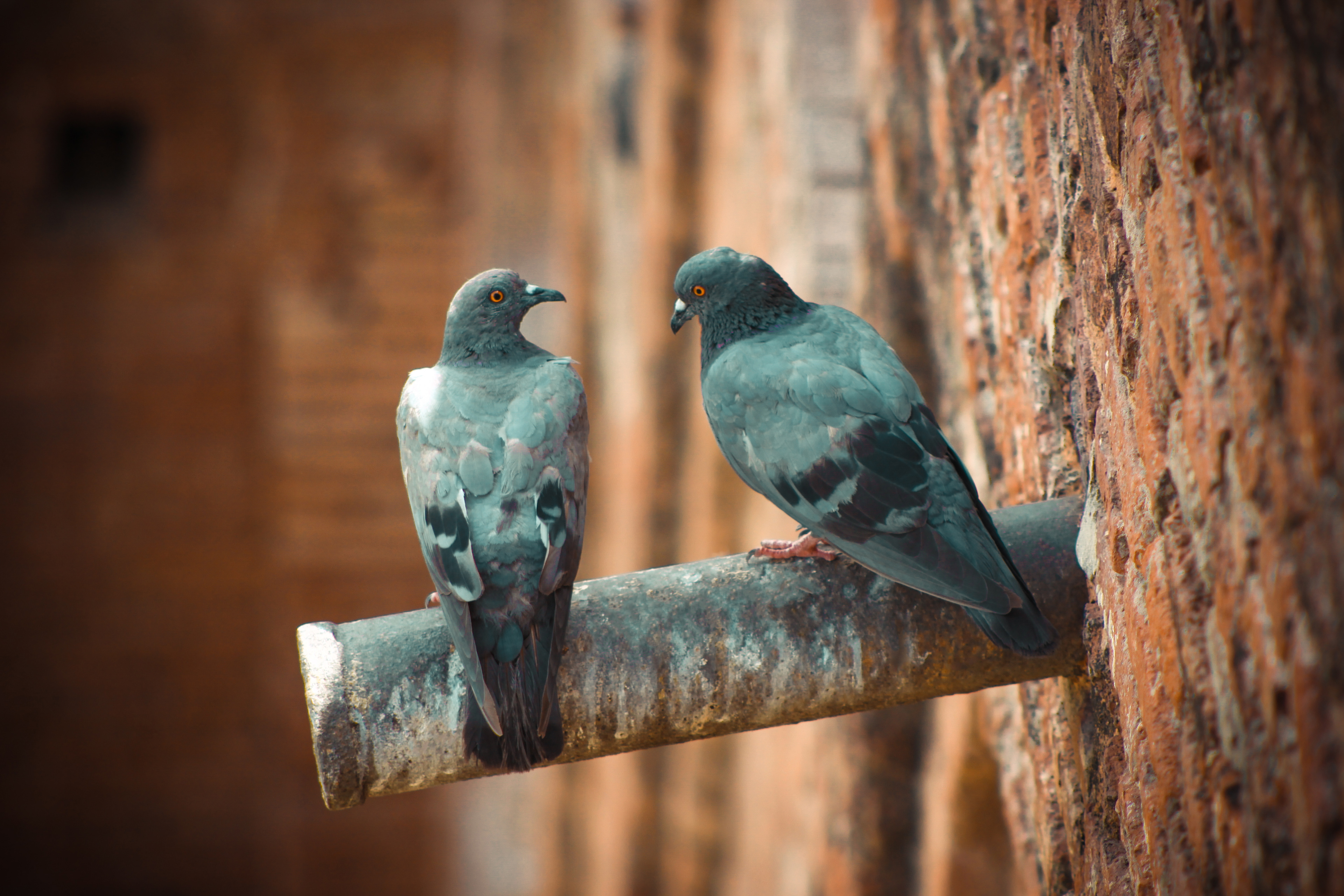 Captured by Rohit Chopra