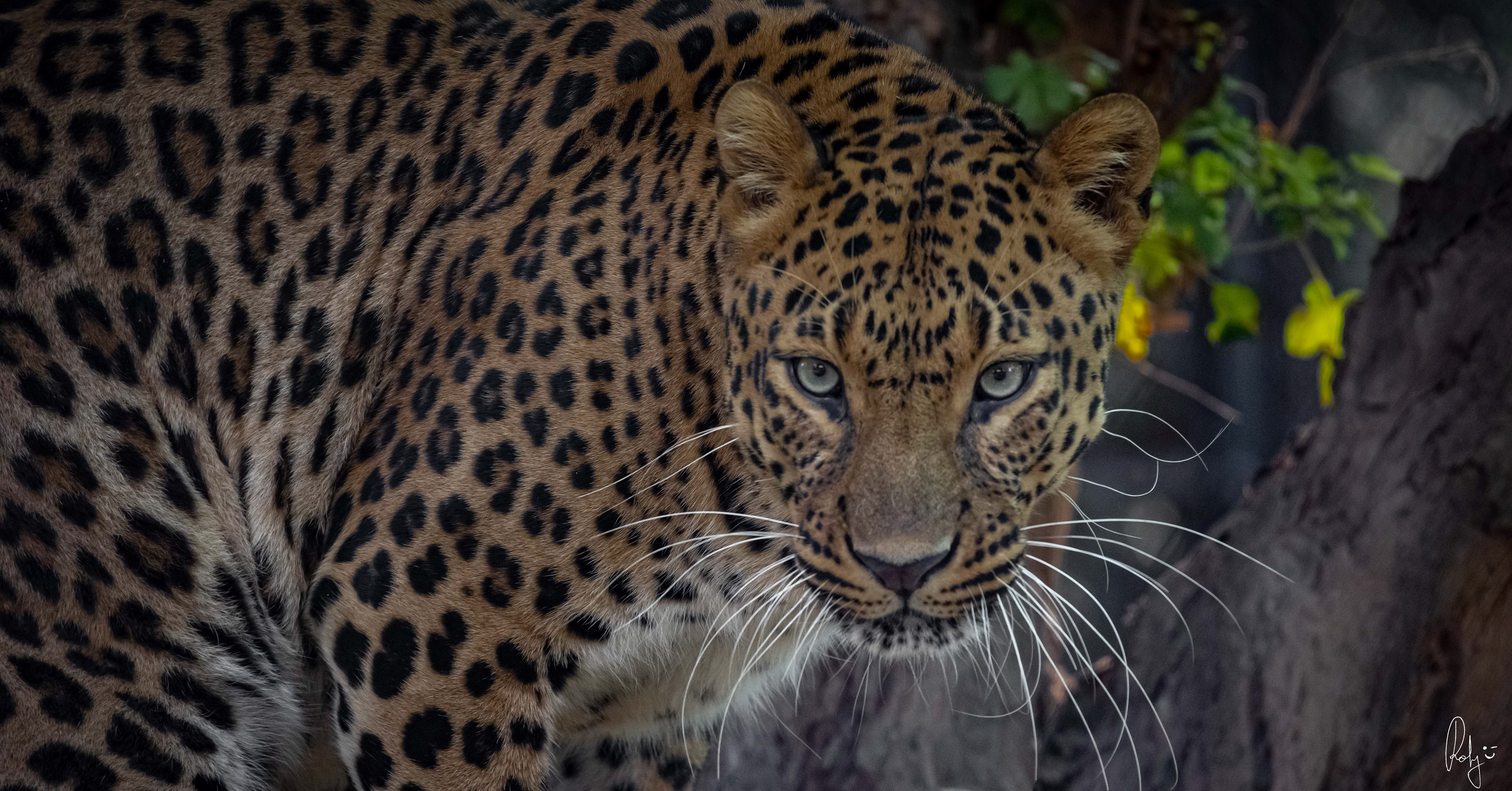 Captured by Rohit Chopra