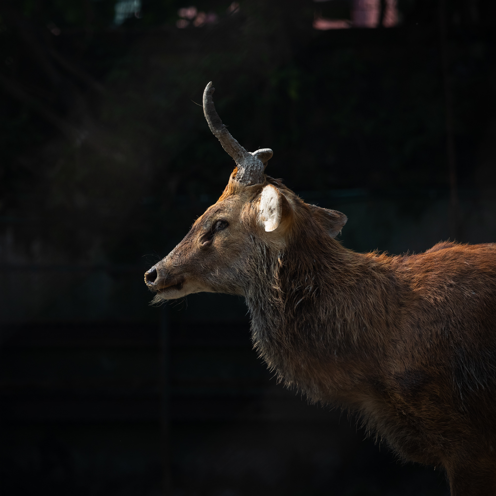 Captured by Rohit Chopra