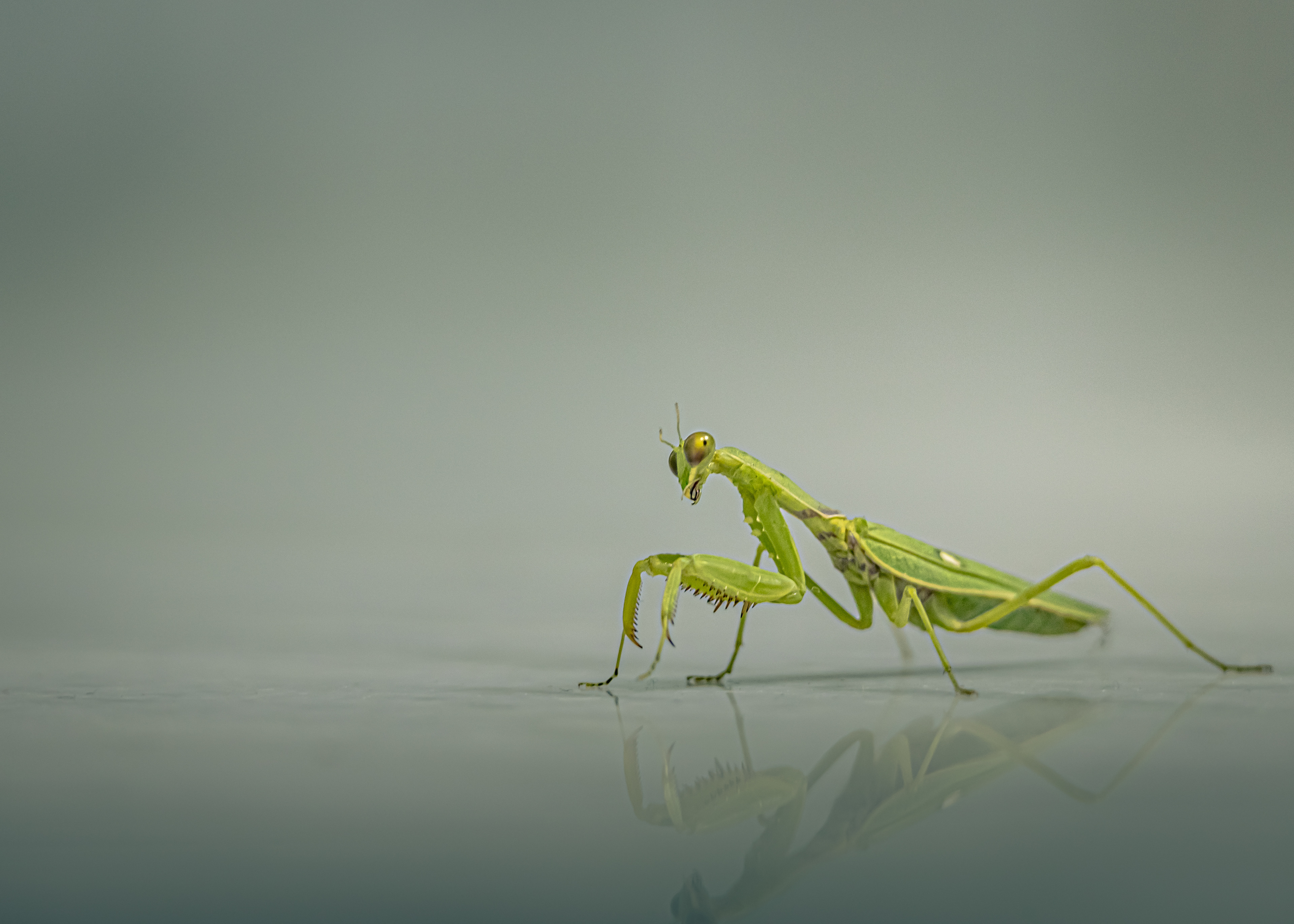 Captured by Rohit Chopra