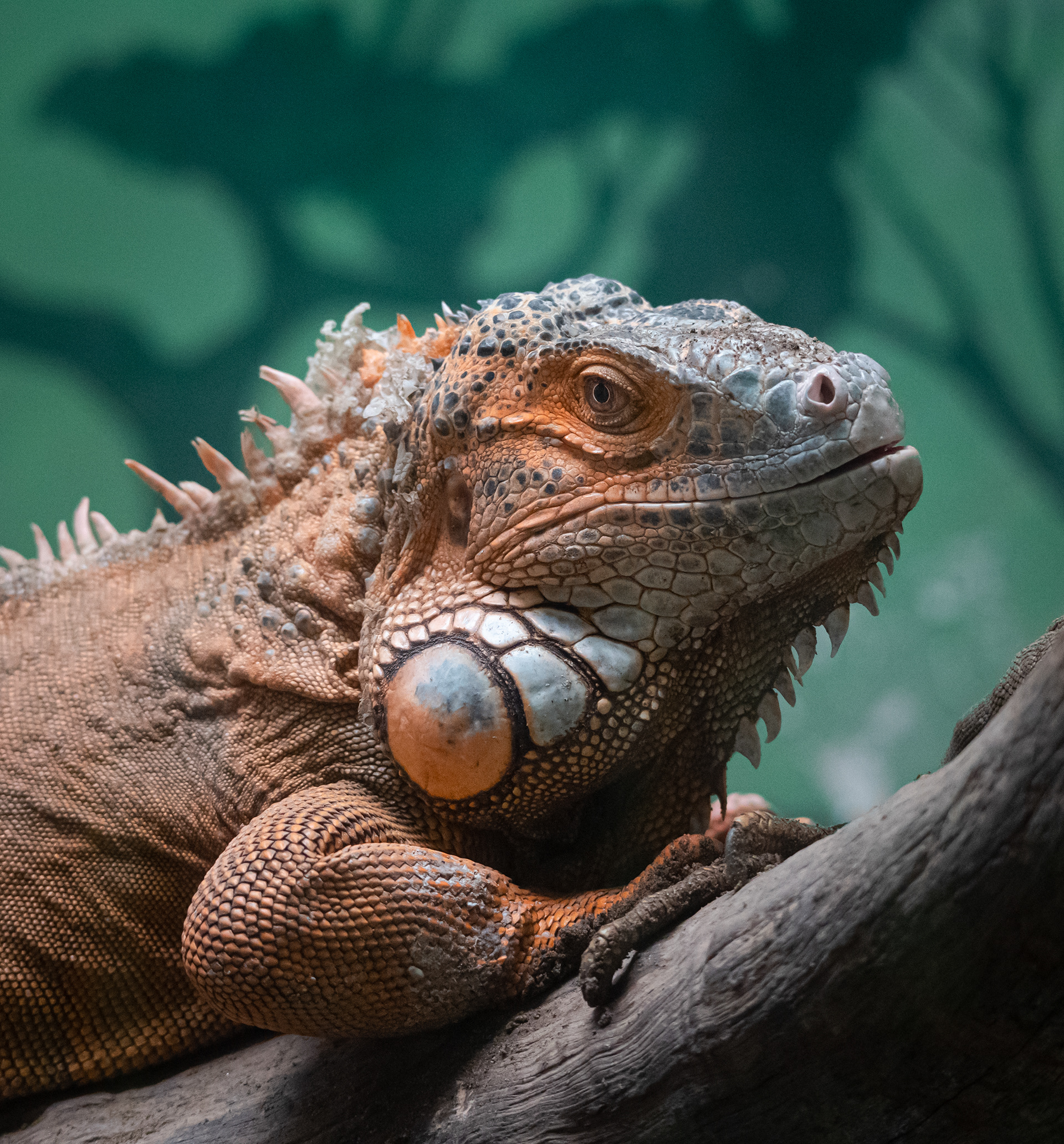 Captured by Rohit Chopra