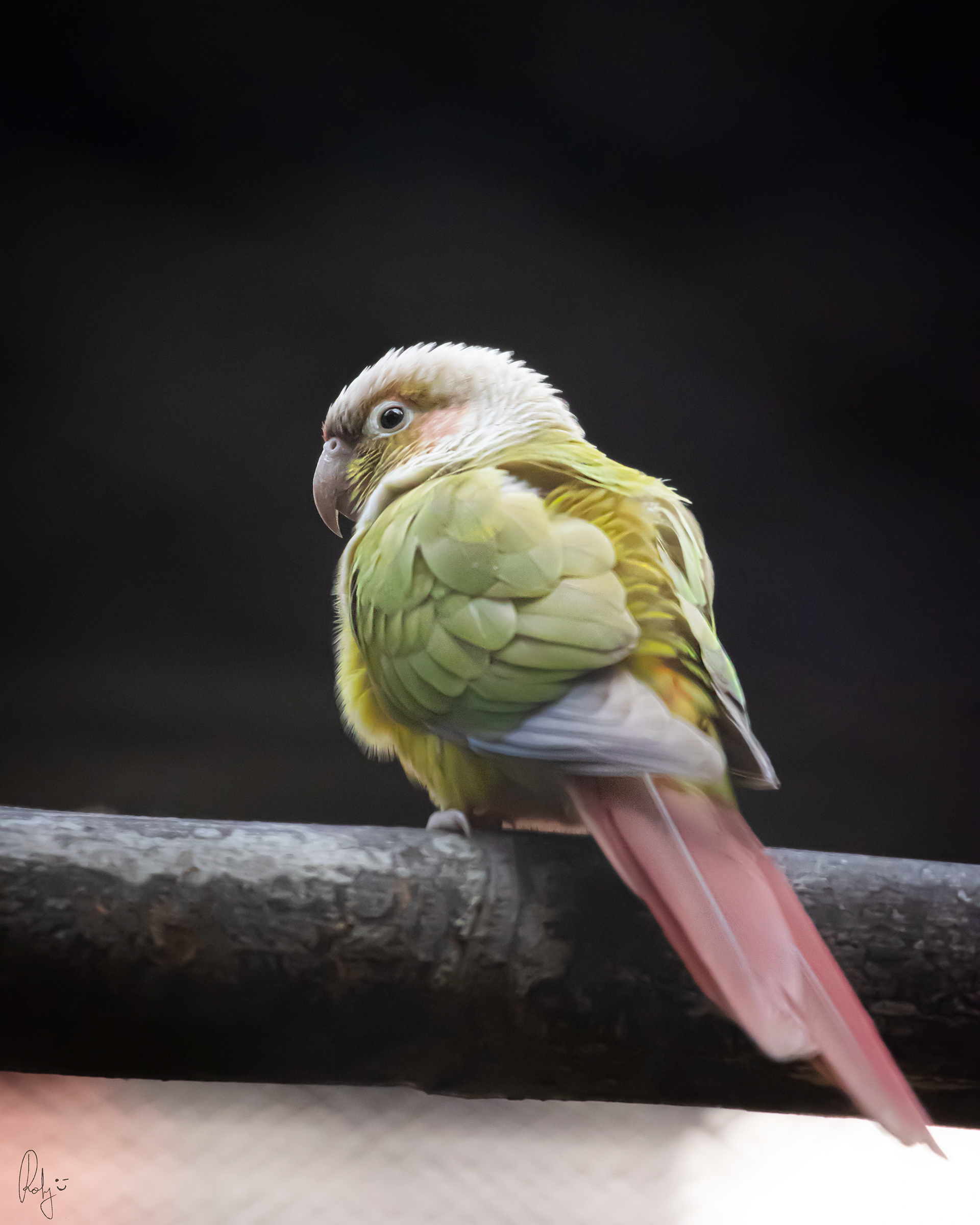 Captured by Rohit Chopra