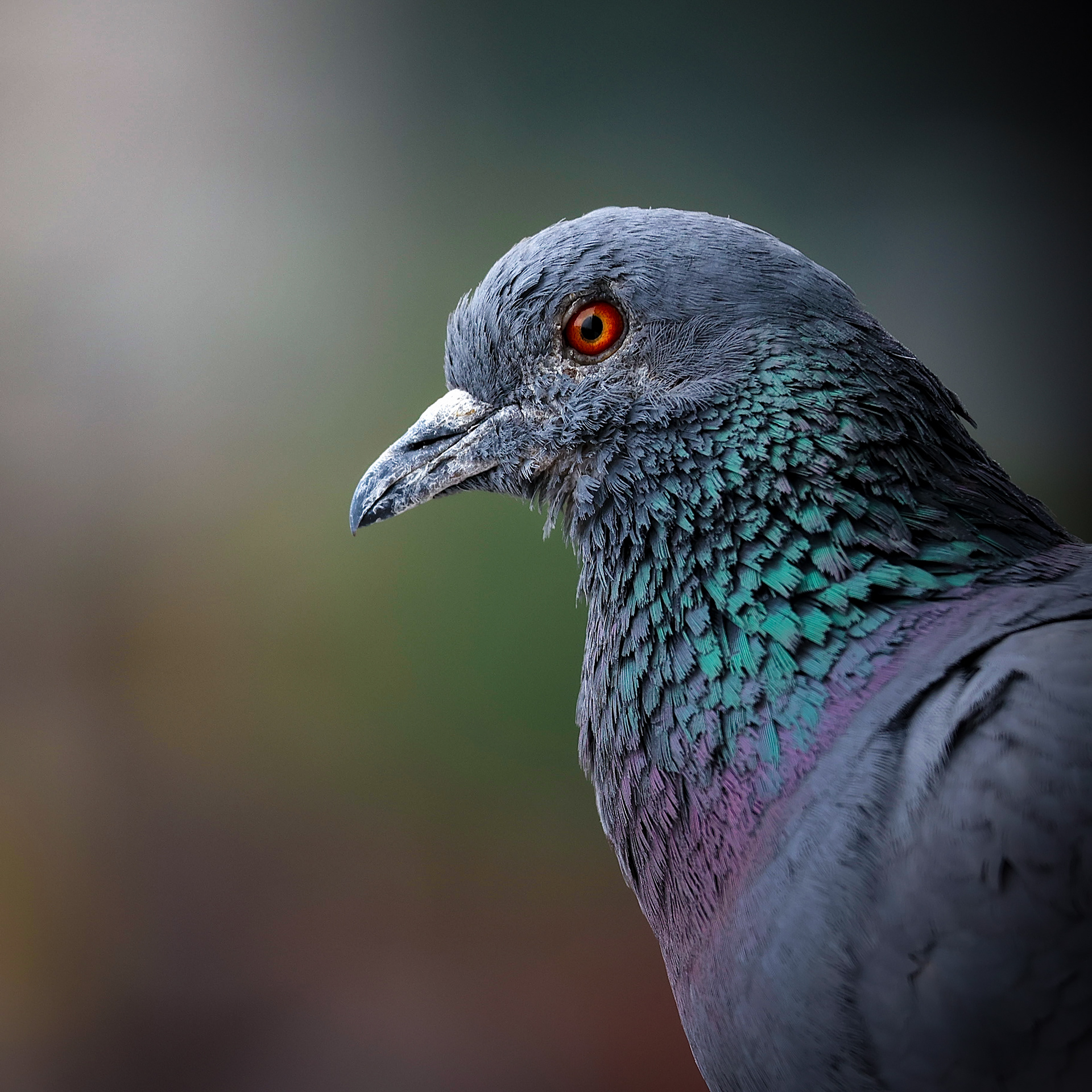 Captured by Rohit Chopra