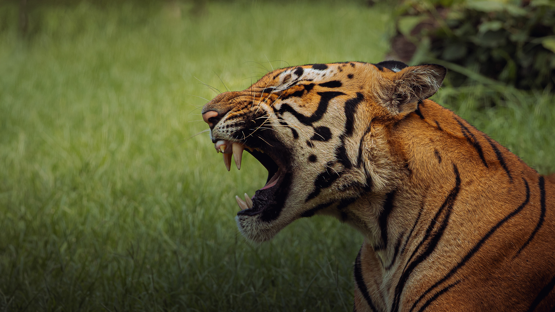 Captured by Rohit Chopra