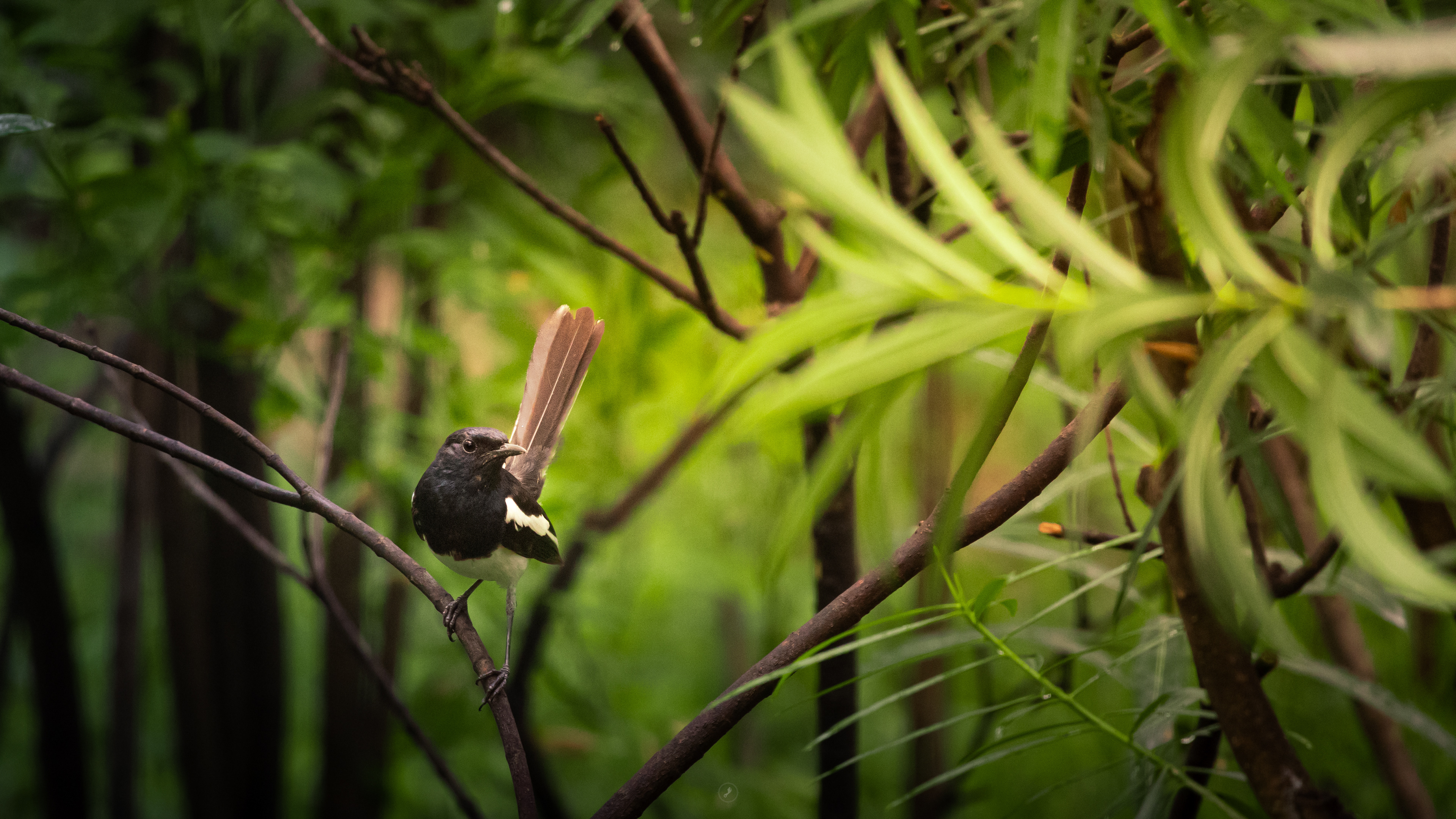 Captured by Rohit Chopra