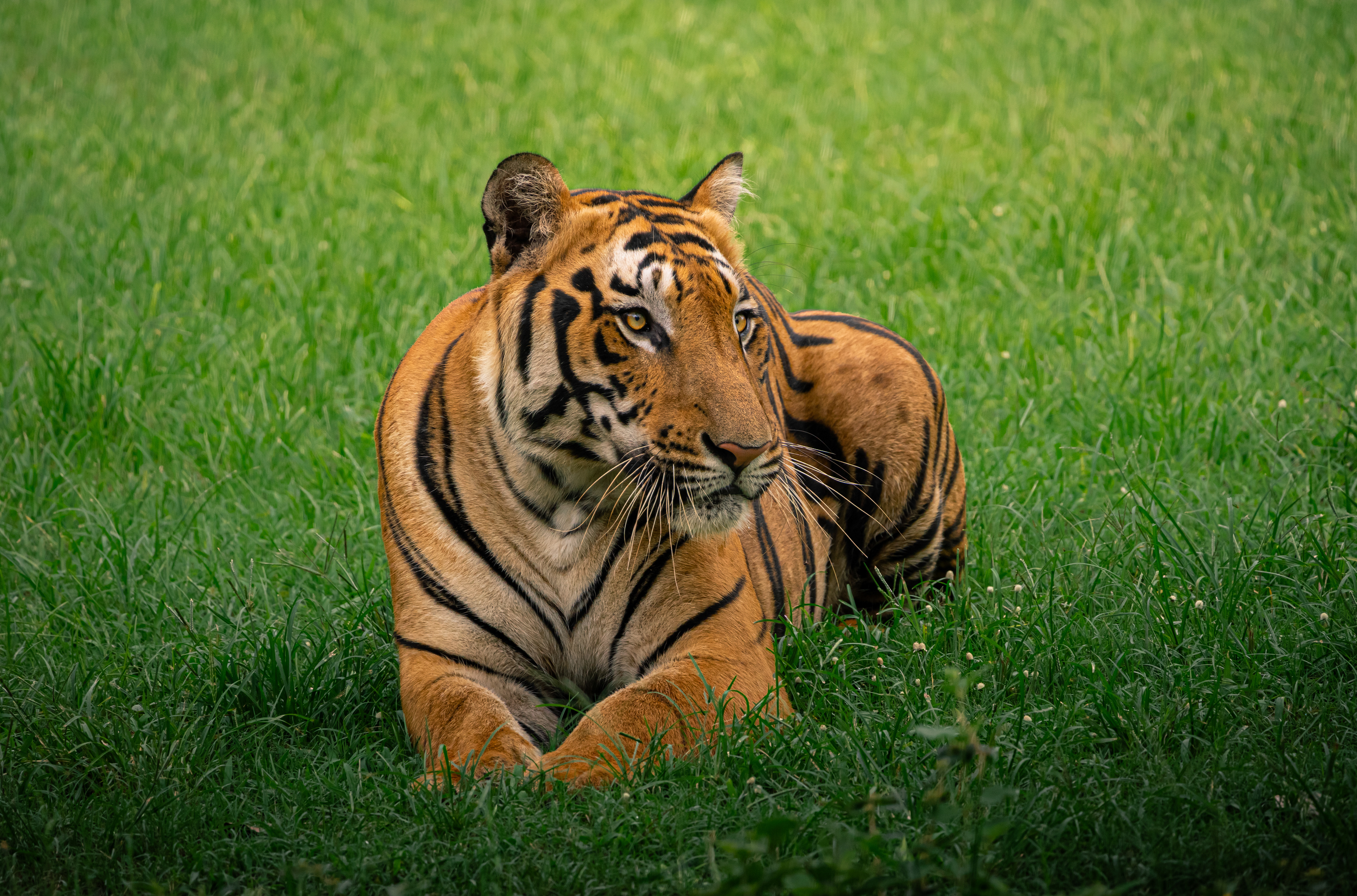 Captured by Rohit Chopra