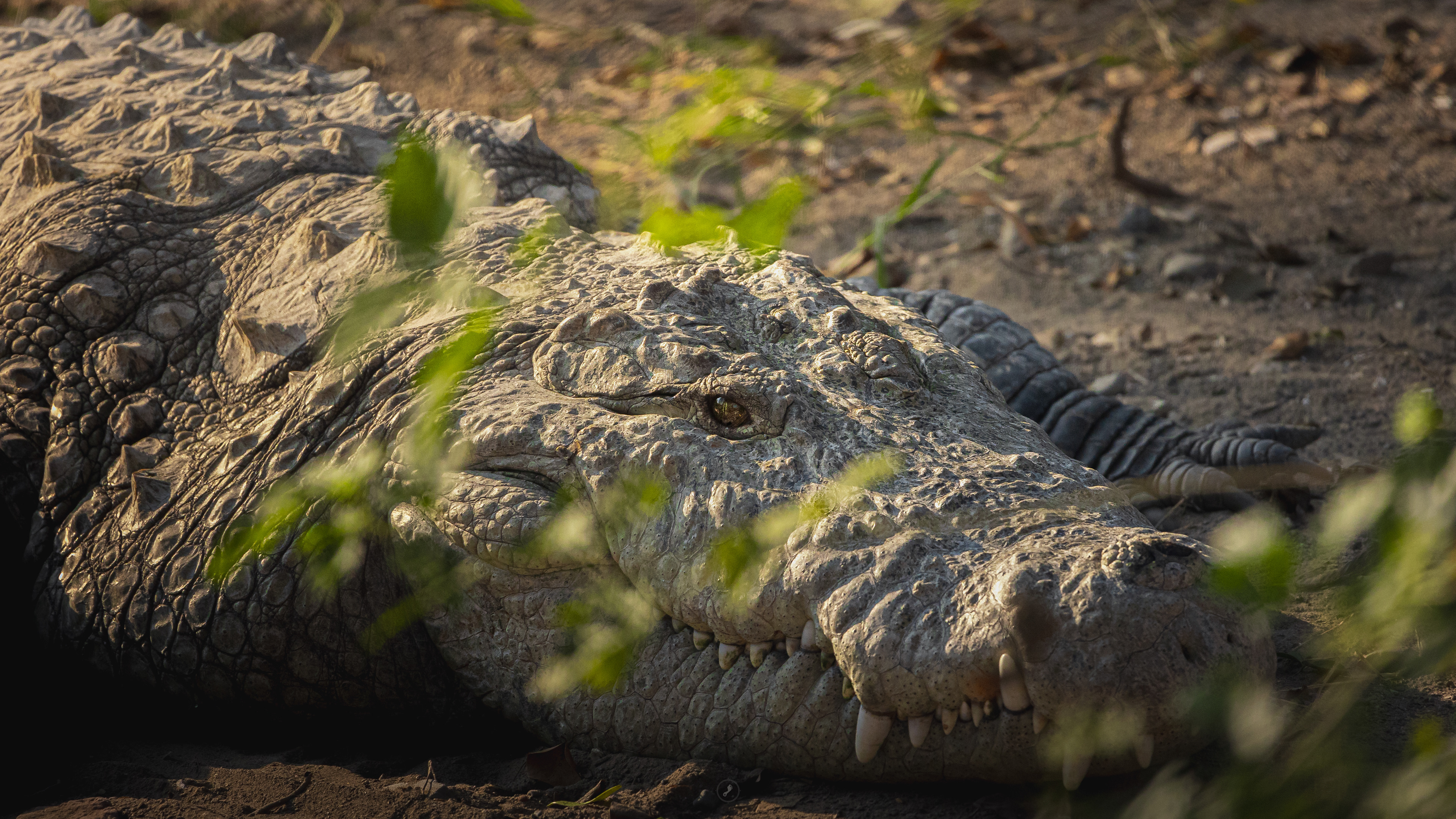 Captured by Rohit Chopra Wildlife Photographer
