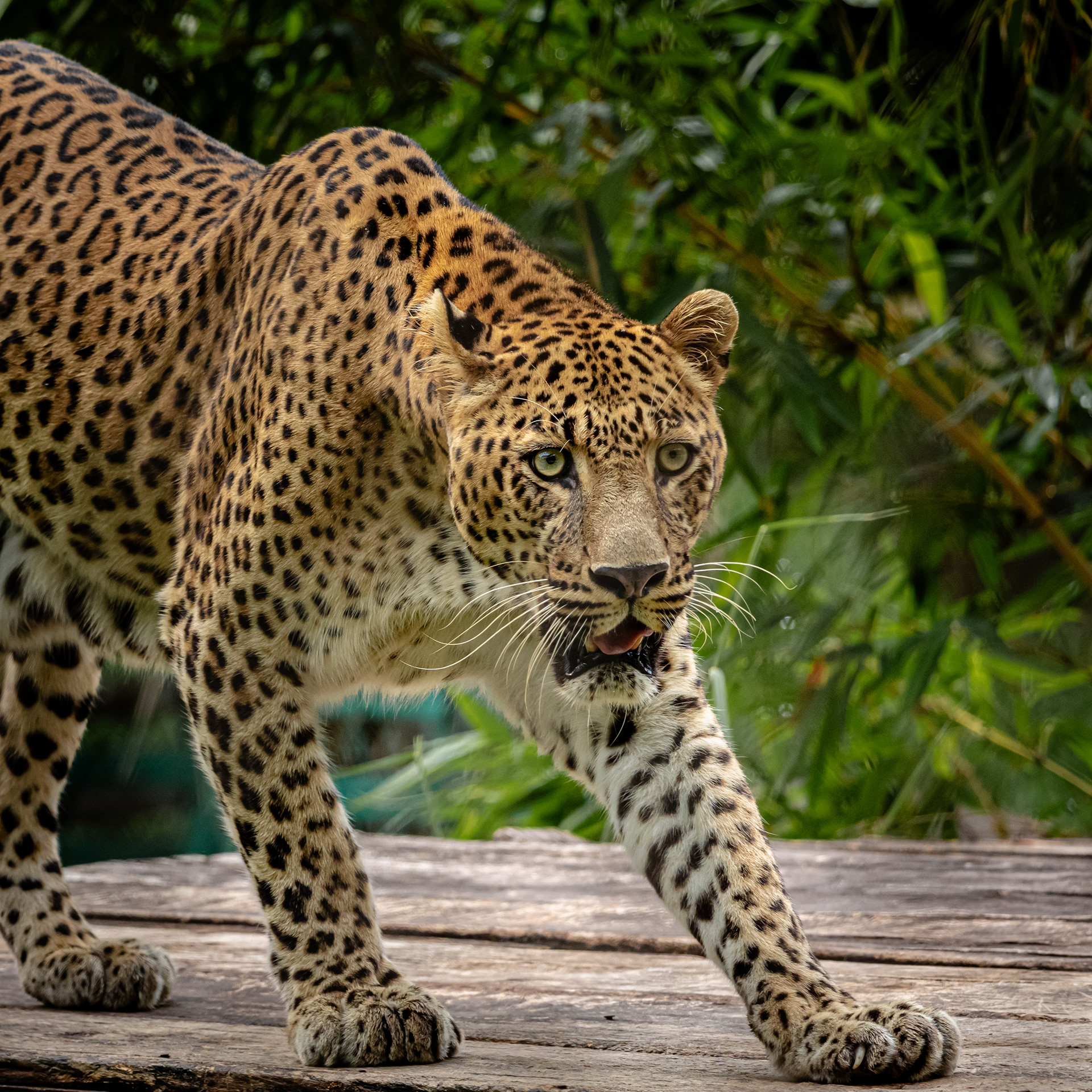 Captured by Rohit Chopra