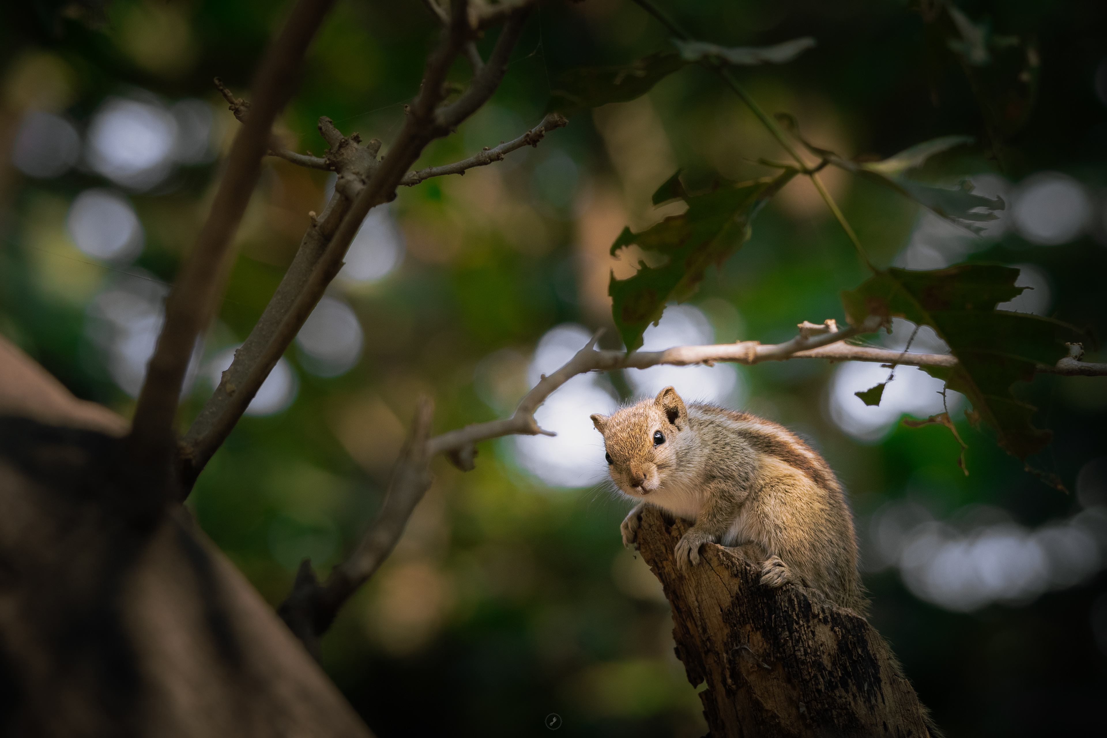 Captured by Rohit Chopra