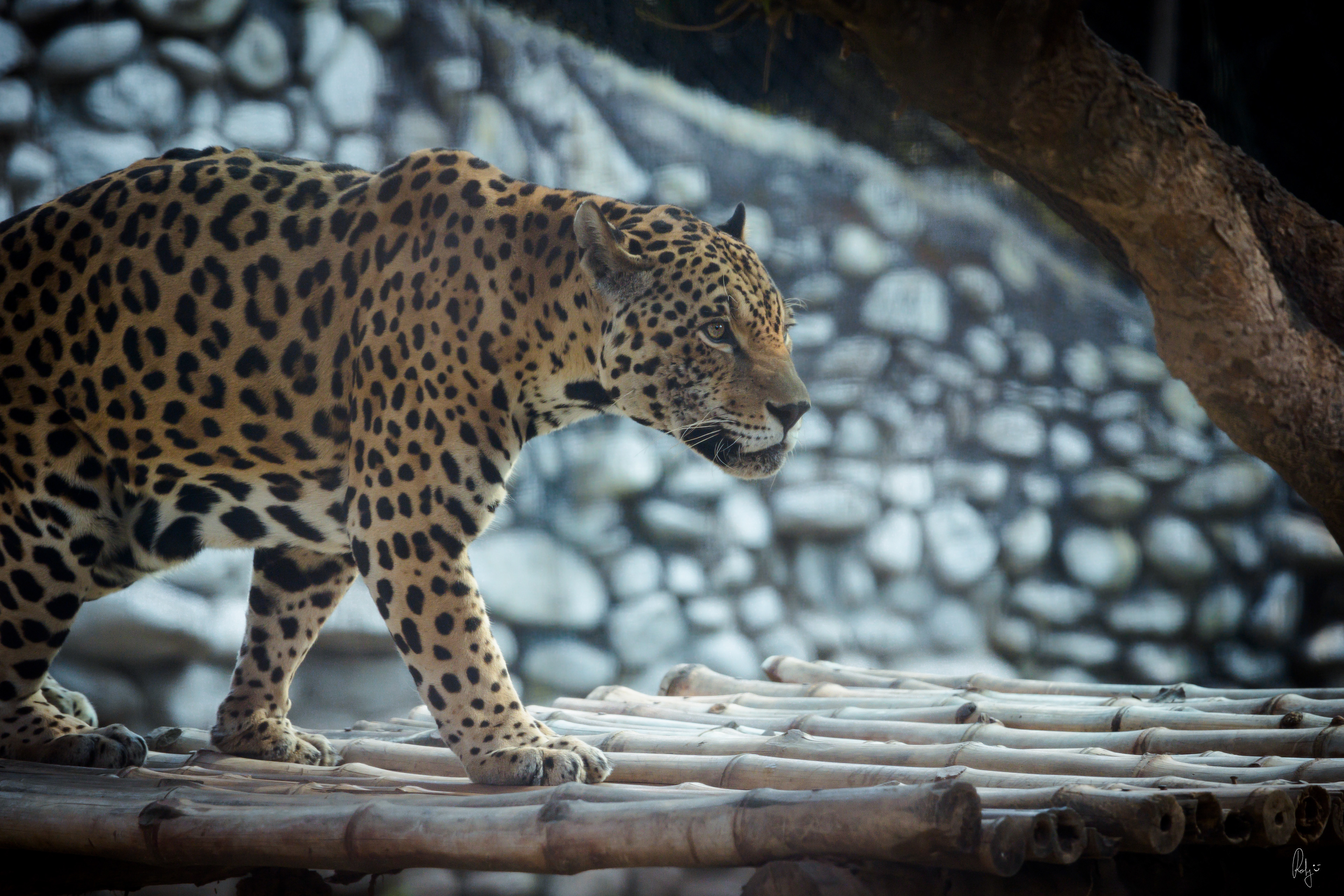 Captured by Rohit Chopra