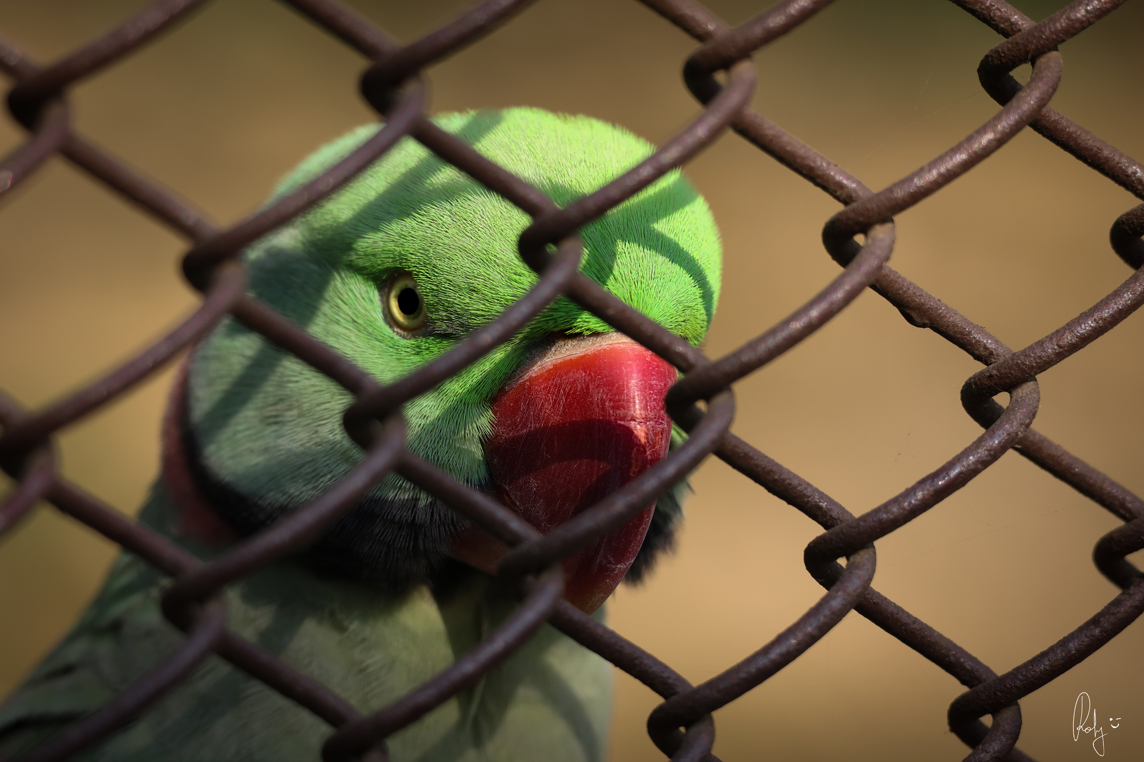 Captured by Rohit Chopra