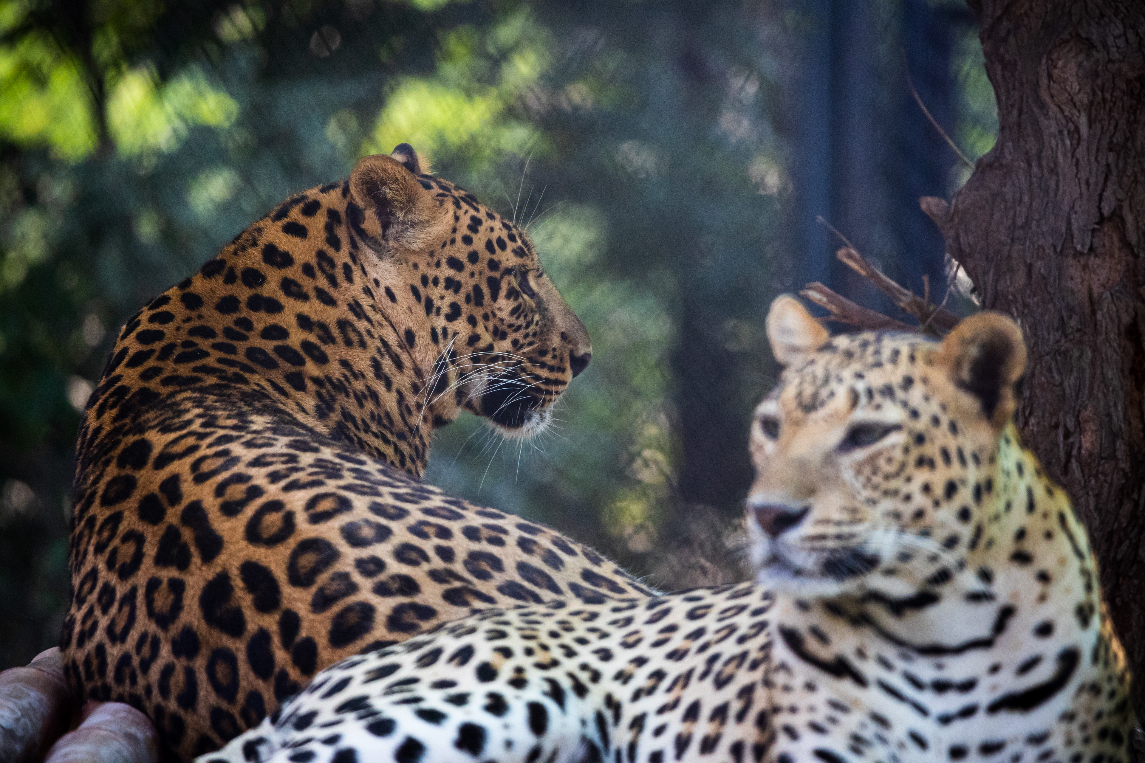 Captured by Rohit Chopra