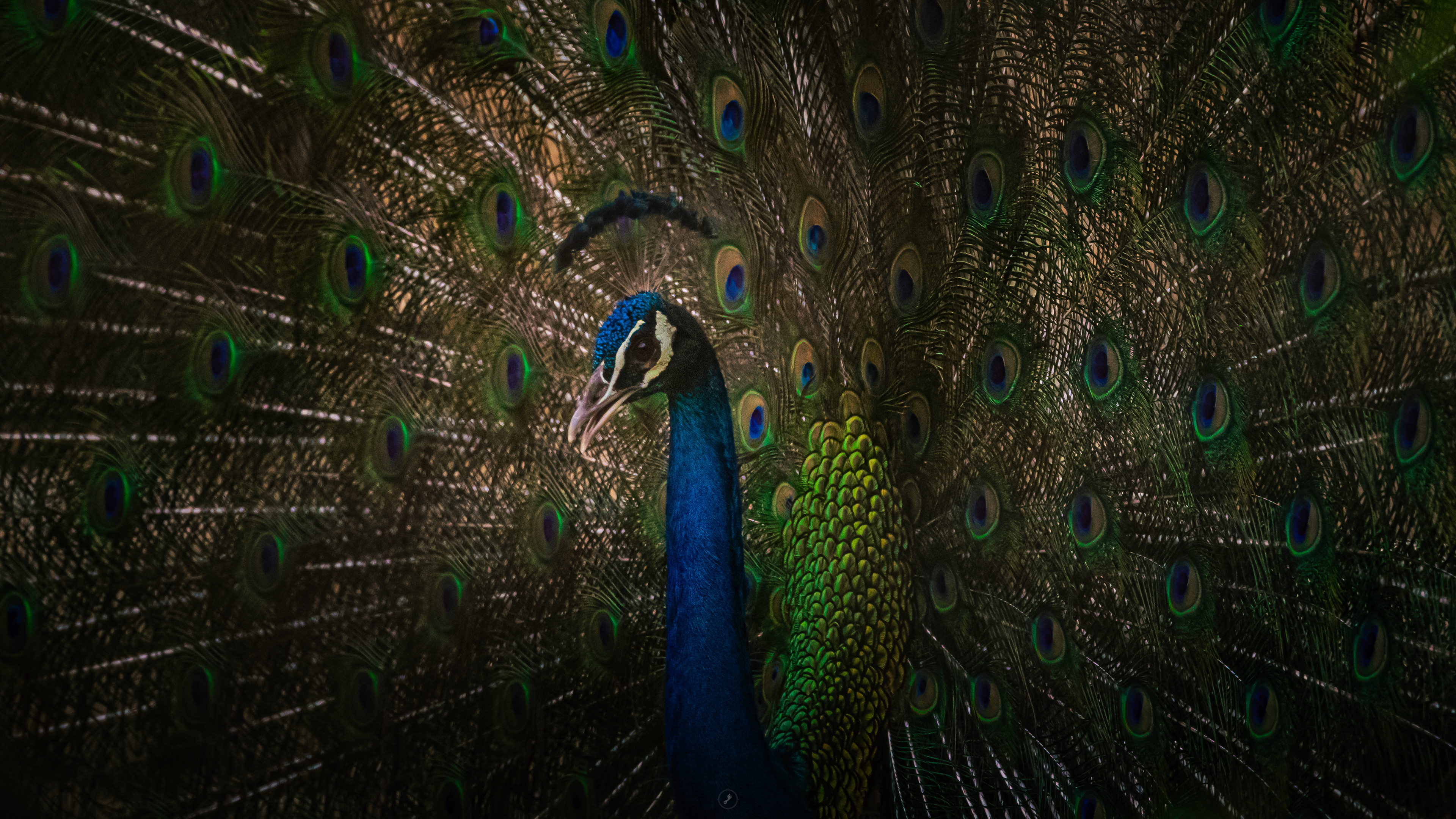 Captured by Rohit Chopra