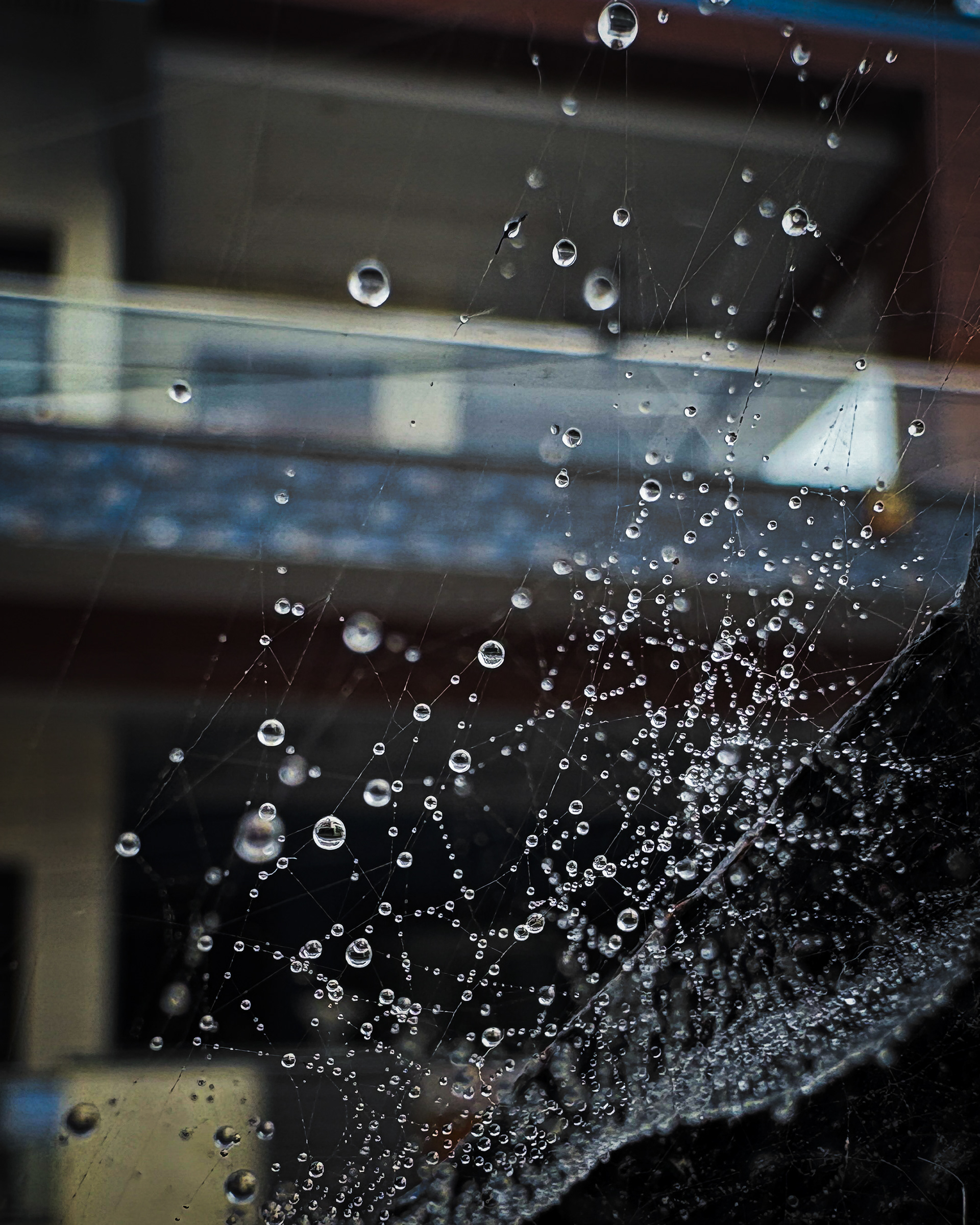 Captured by Rohit Chopra