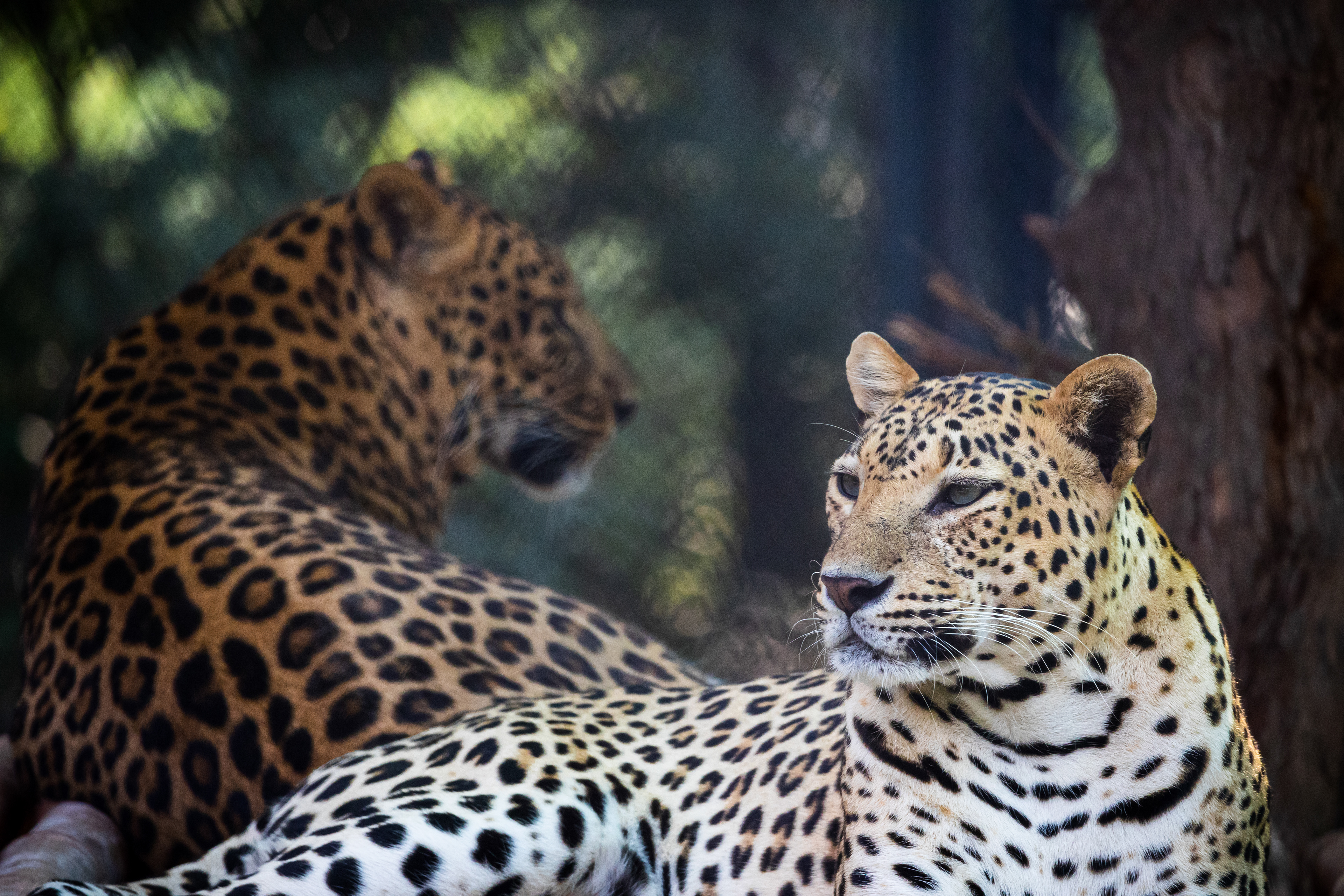 Captured by Rohit Chopra