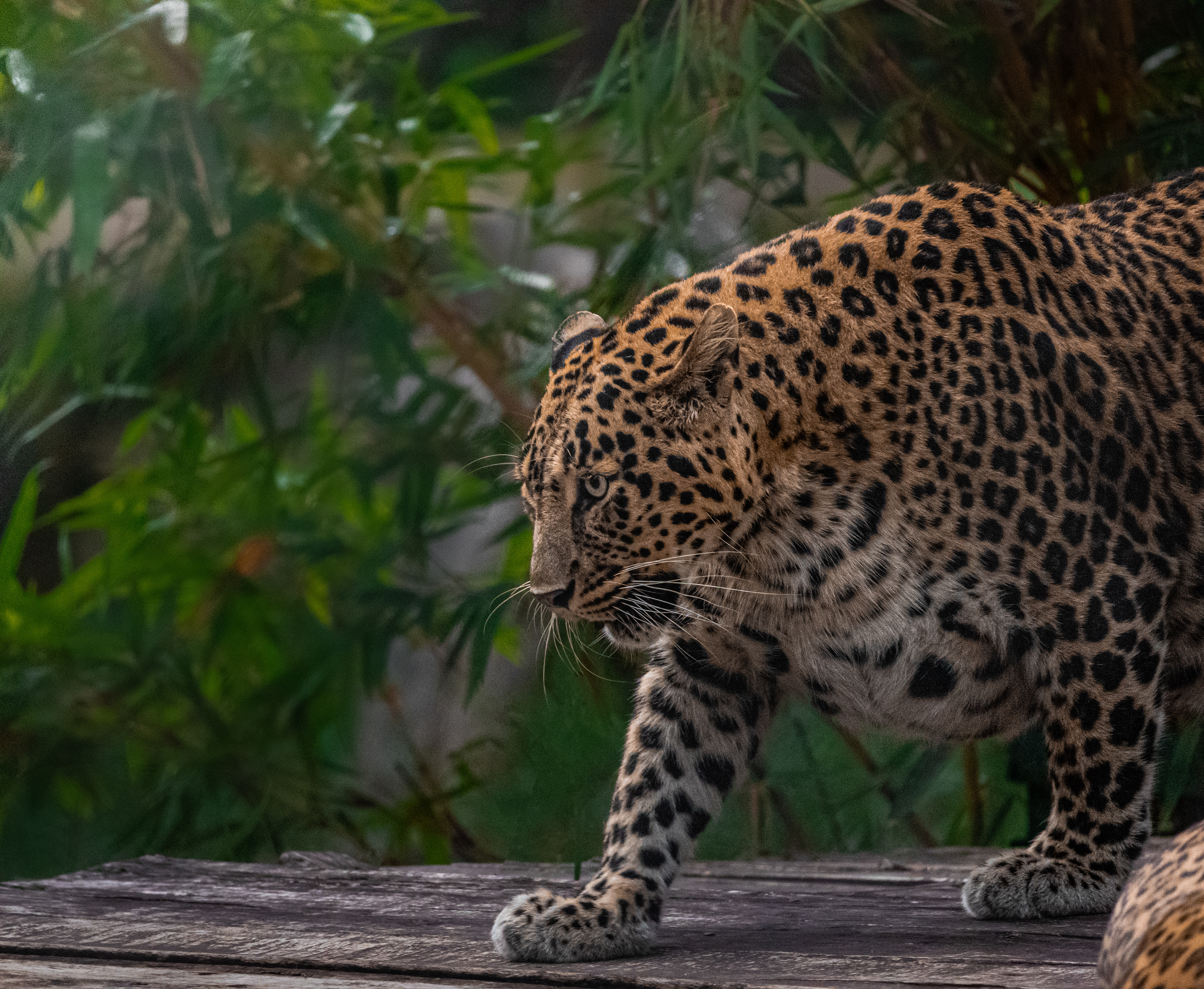 Captured by Rohit Chopra