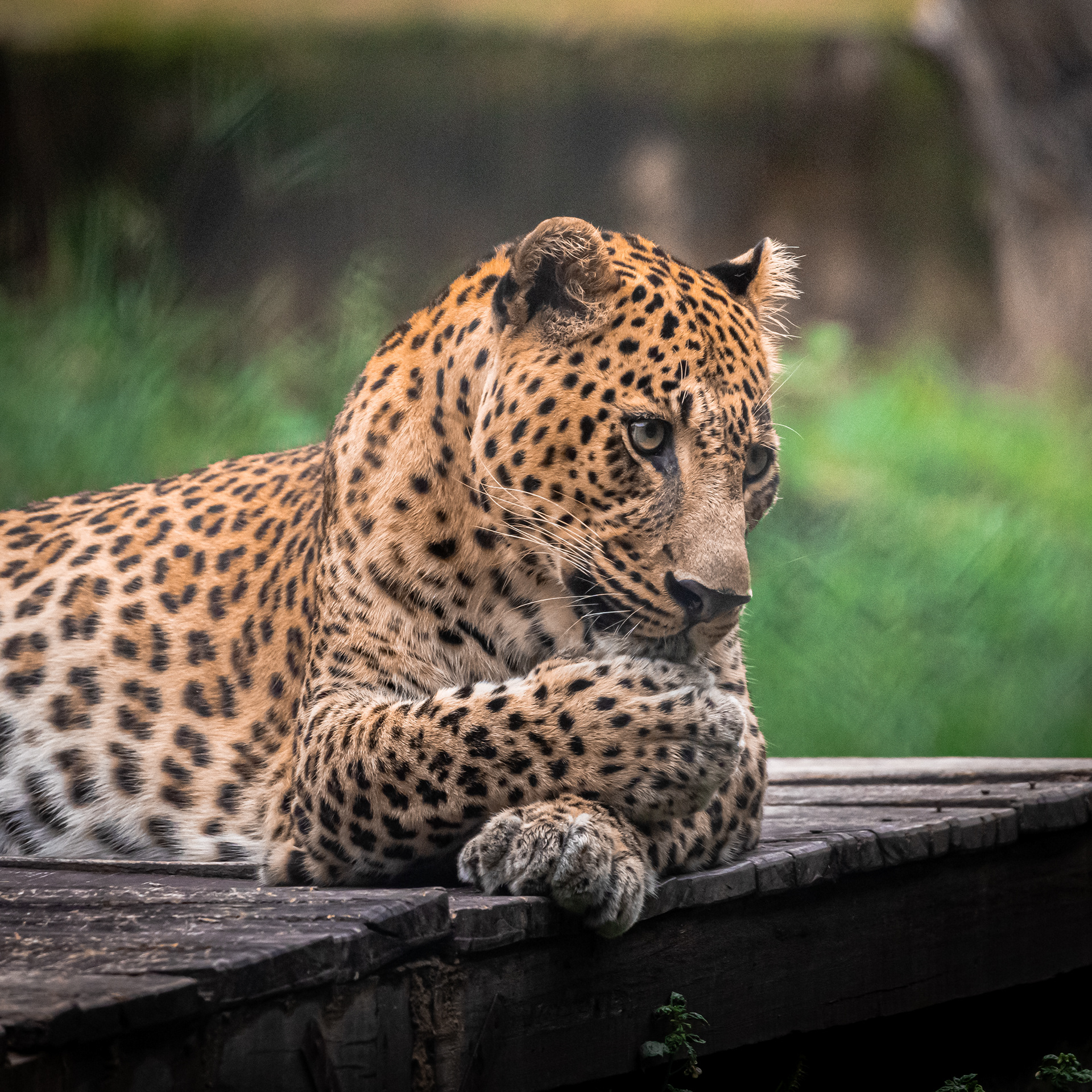 Captured by Rohit Chopra