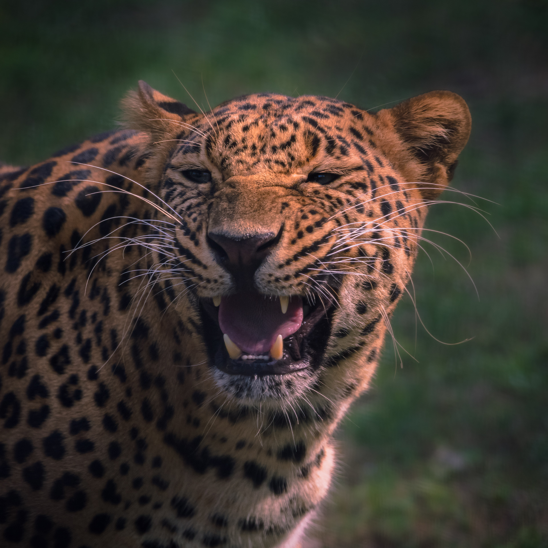 Captured by Rohit Chopra