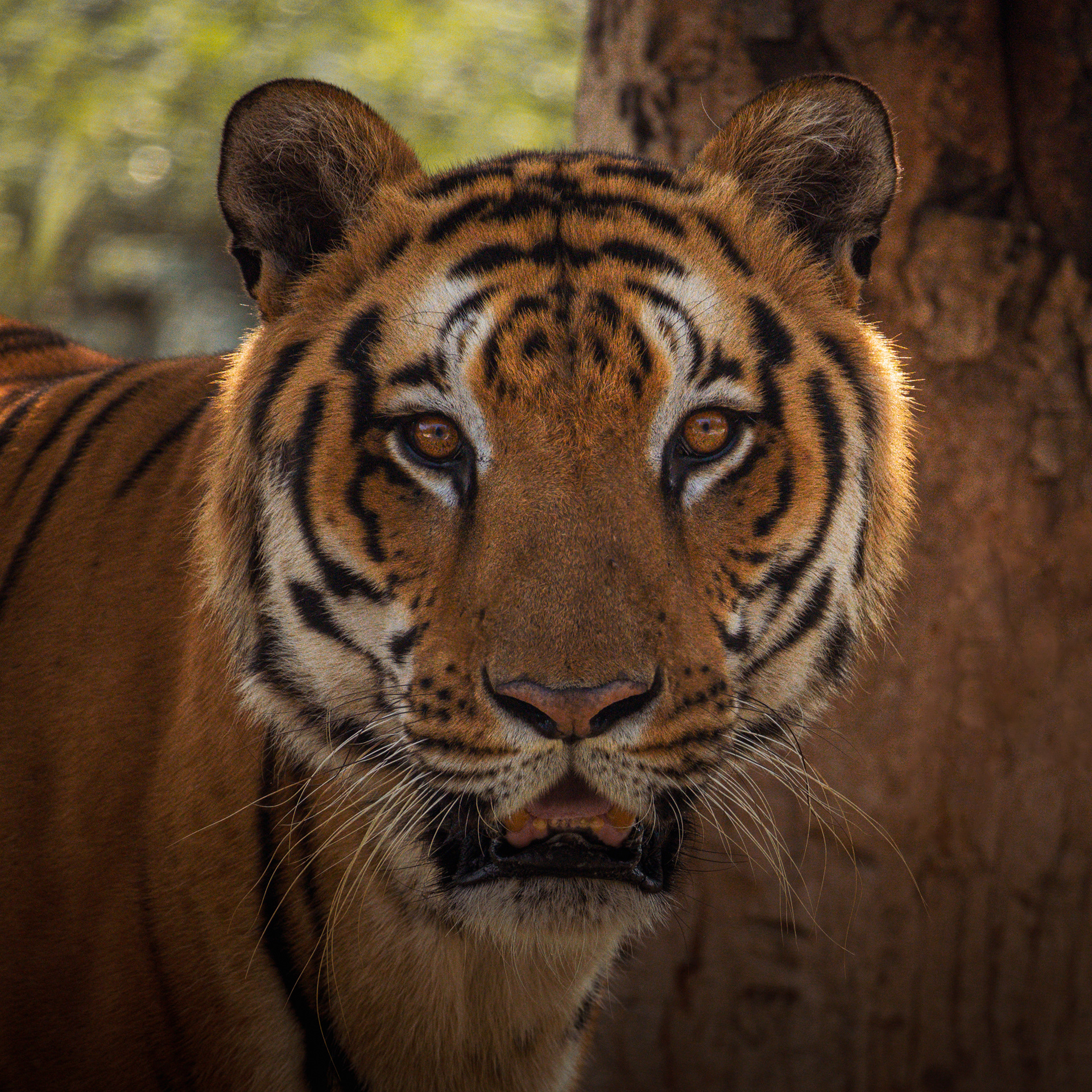 Captured by Rohit Chopra