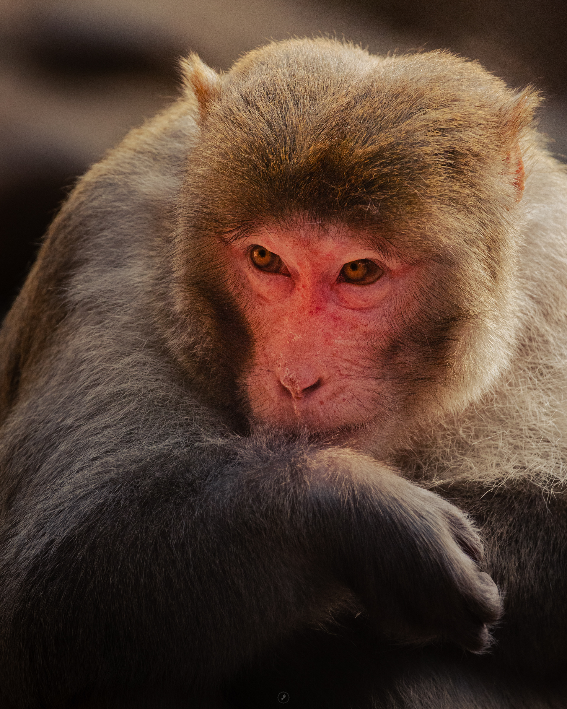 Captured by Rohit Chopra