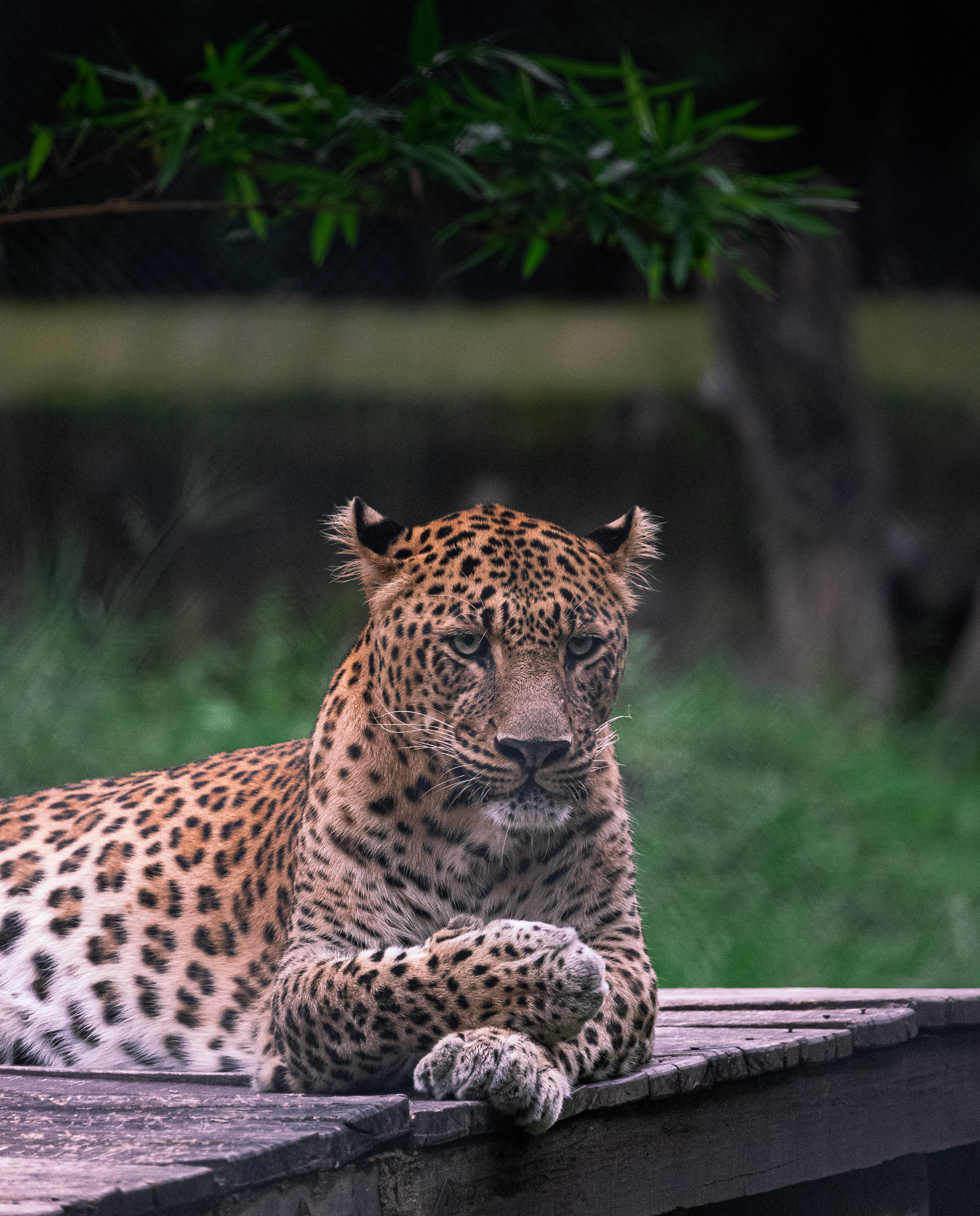 Captured by Rohit Chopra